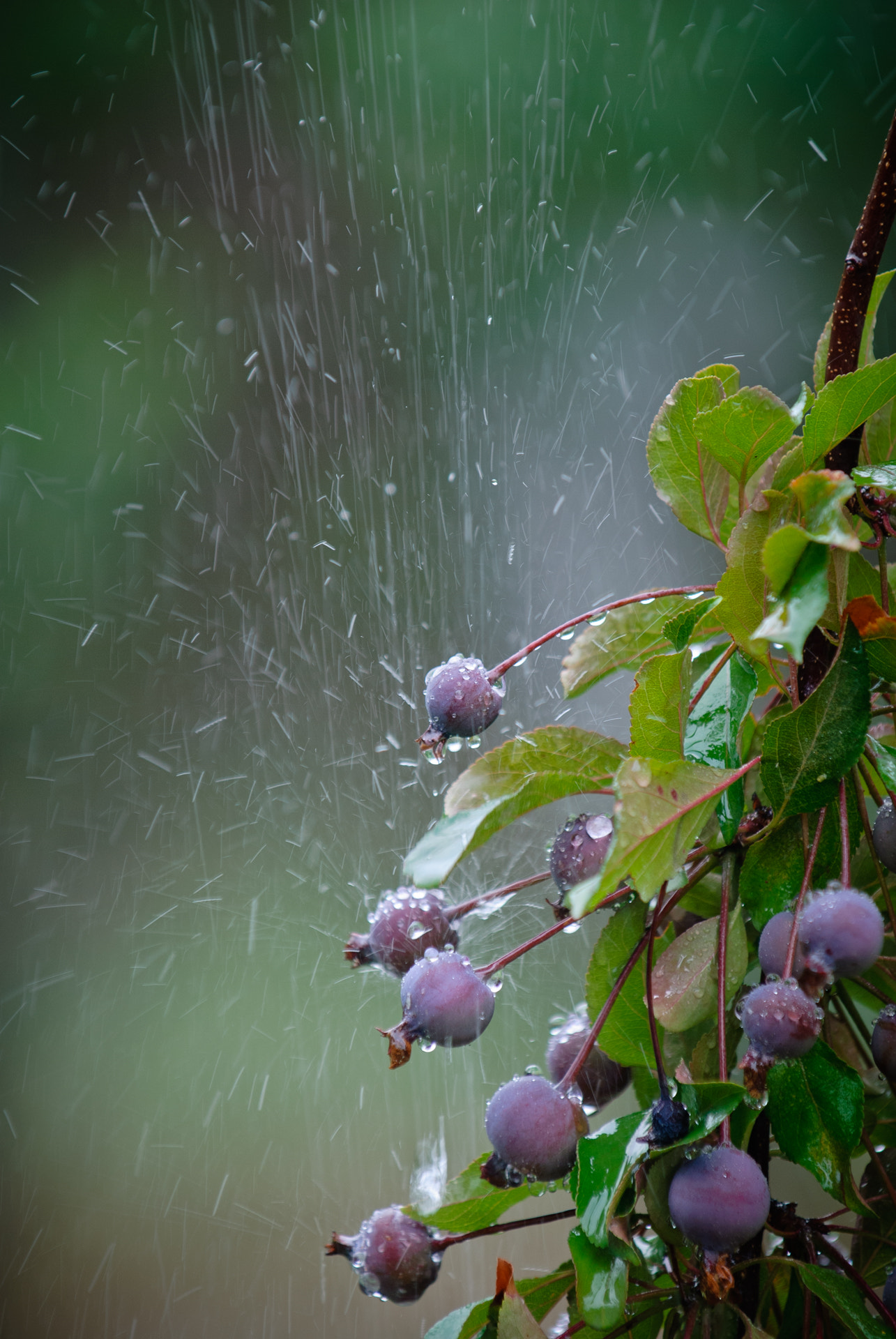 Nikon D80 sample photo. Water drop photography