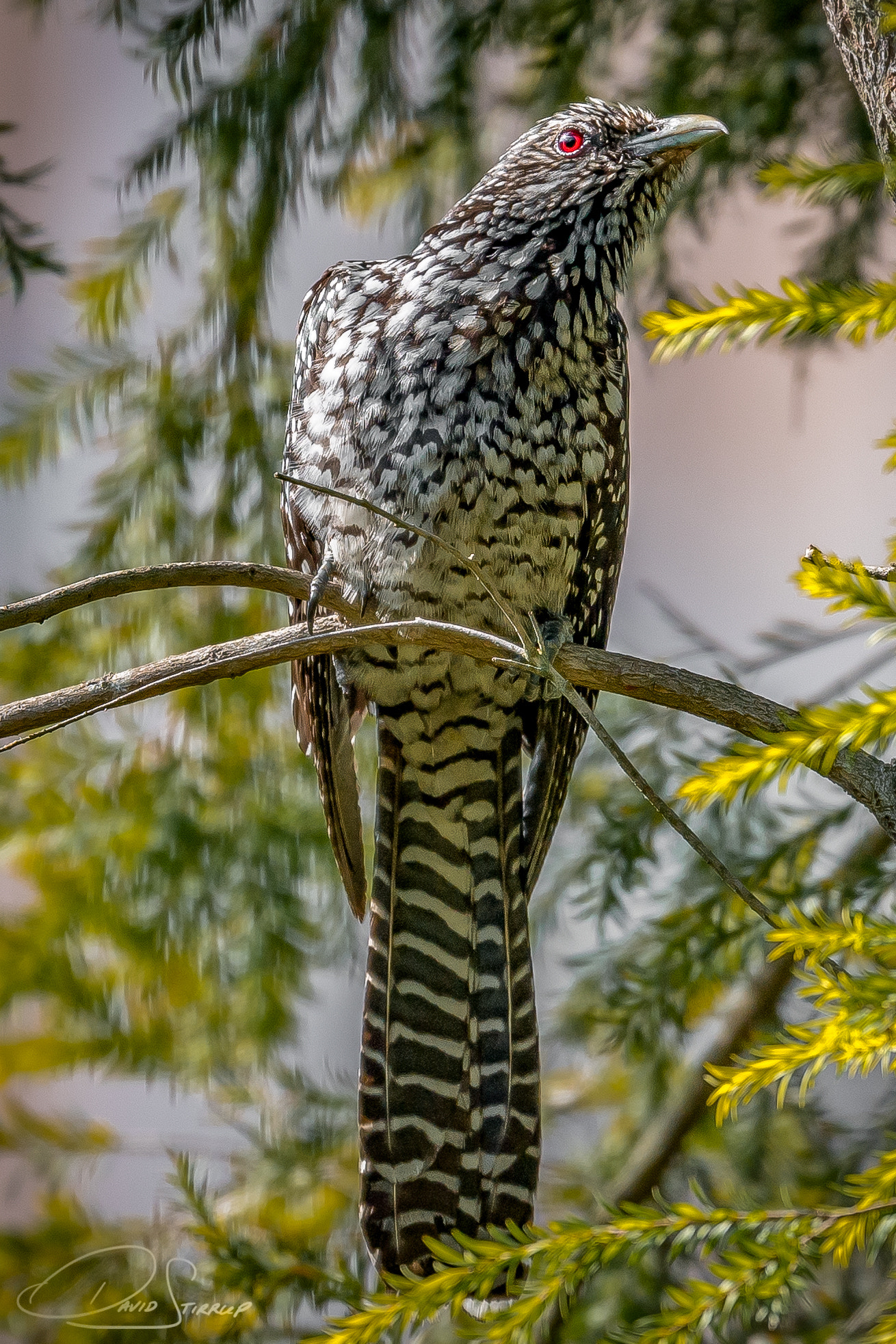 Nikon AF-S Nikkor 500mm F4E FL ED VR sample photo. Thirsty verse photography