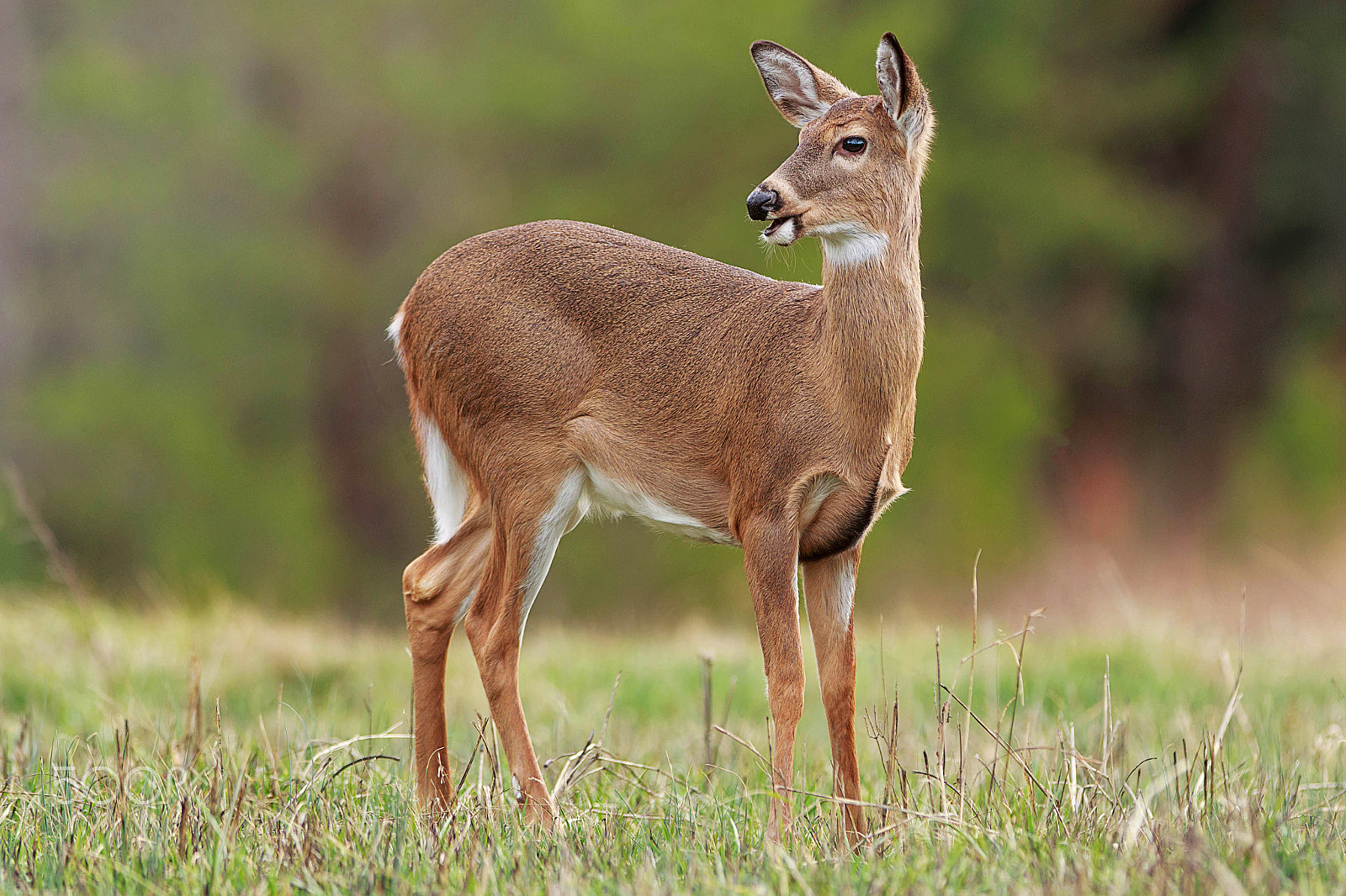 Canon EOS 7D Mark II + Canon EF 300mm F2.8L IS USM sample photo. Solitary doe photography