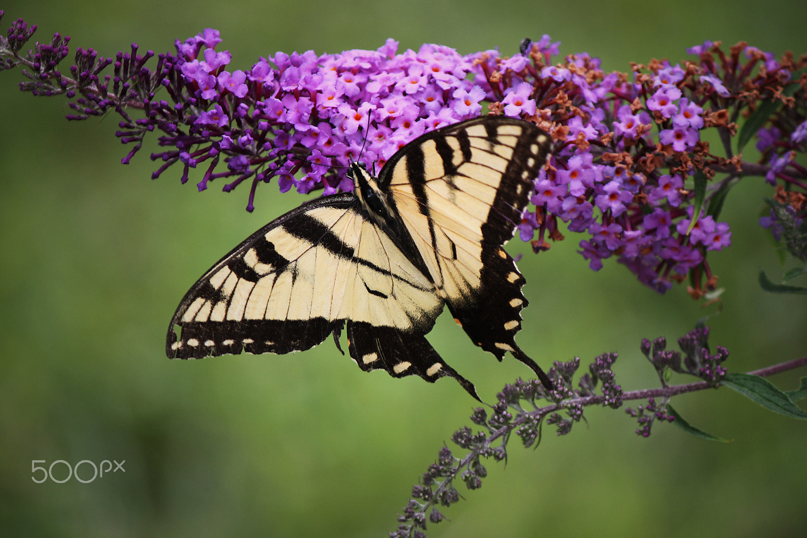 Canon EOS 500D (EOS Rebel T1i / EOS Kiss X3) sample photo. Butterfly photography