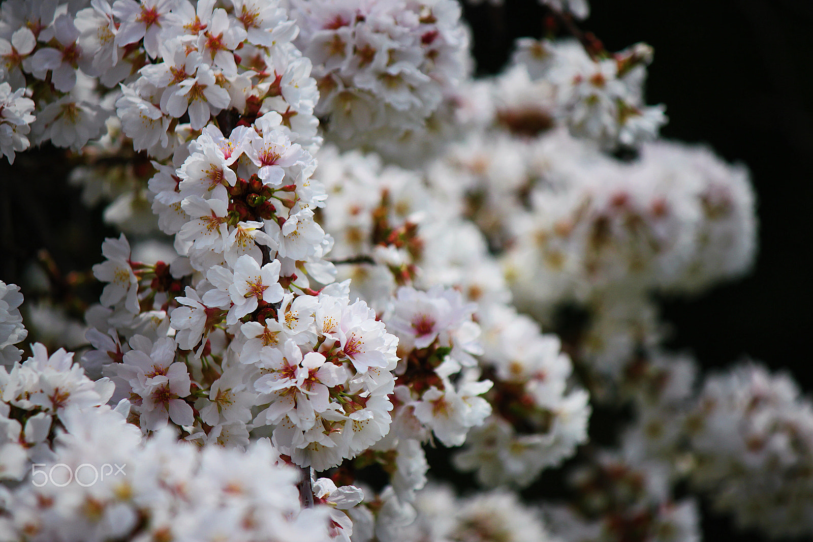 Canon EOS 500D (EOS Rebel T1i / EOS Kiss X3) sample photo. Tree flowers photography