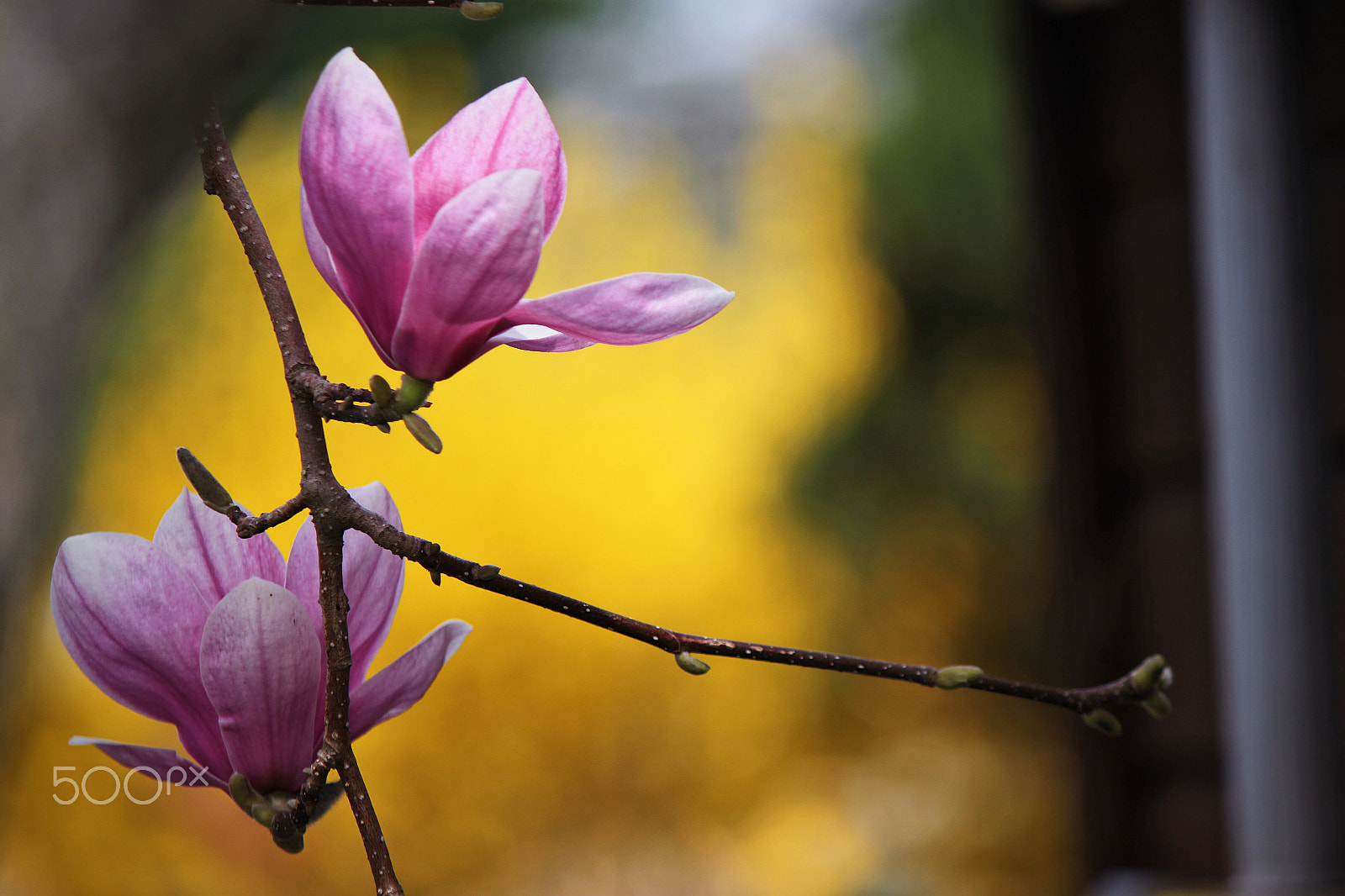 Canon EOS 500D (EOS Rebel T1i / EOS Kiss X3) sample photo. Twins photography