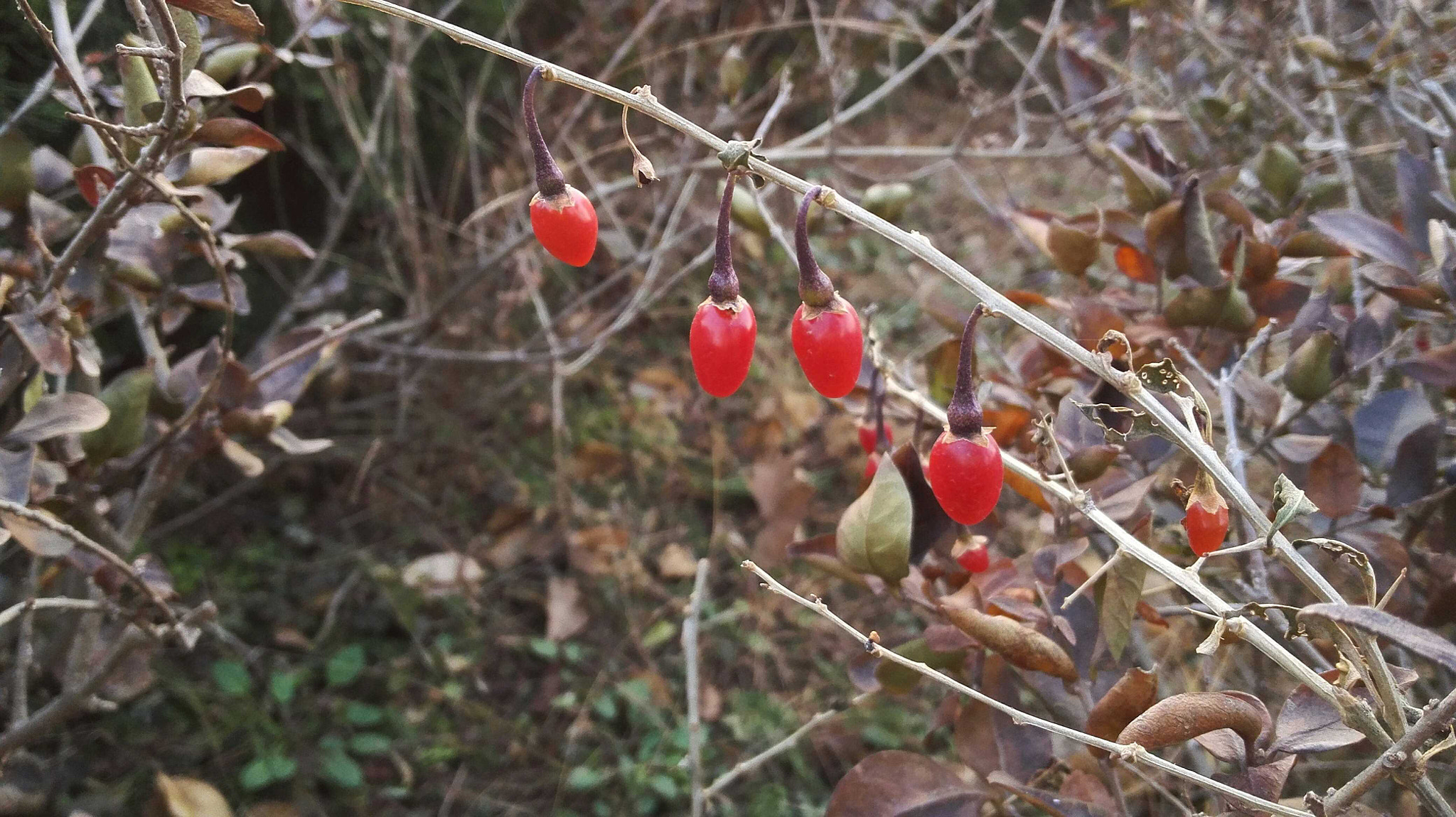 HUAWEI PE-TL10 sample photo. Late autumn  photography