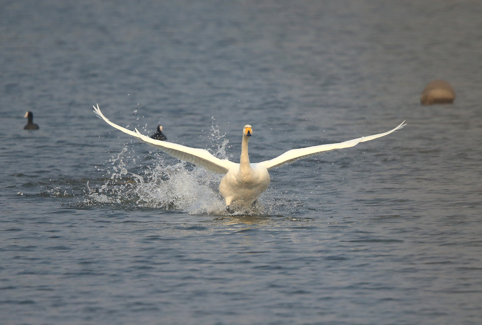 Canon EOS-1D X + Canon EF 600mm F4L IS II USM sample photo. 746 photography