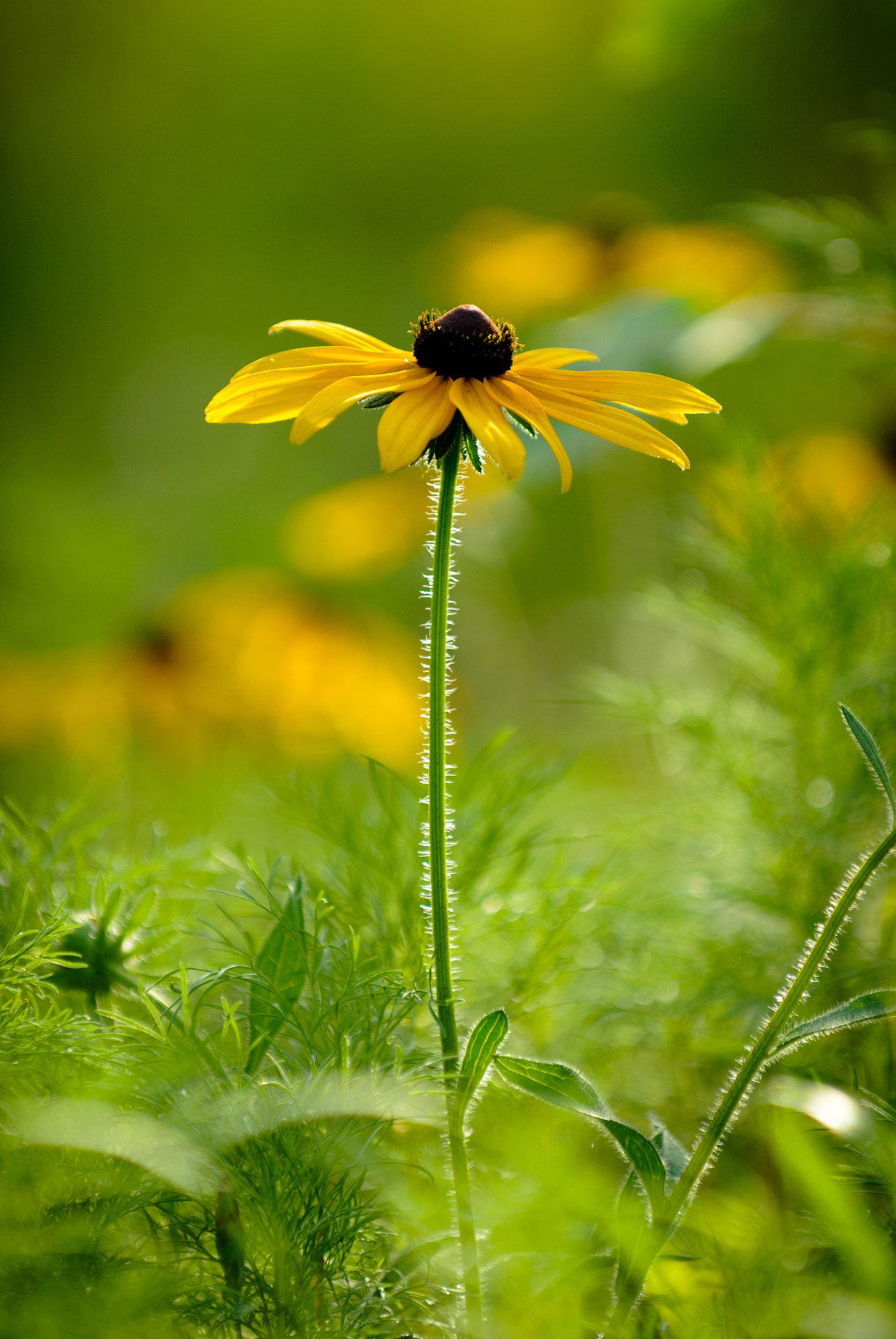 Nikon D80 sample photo. Flower photography