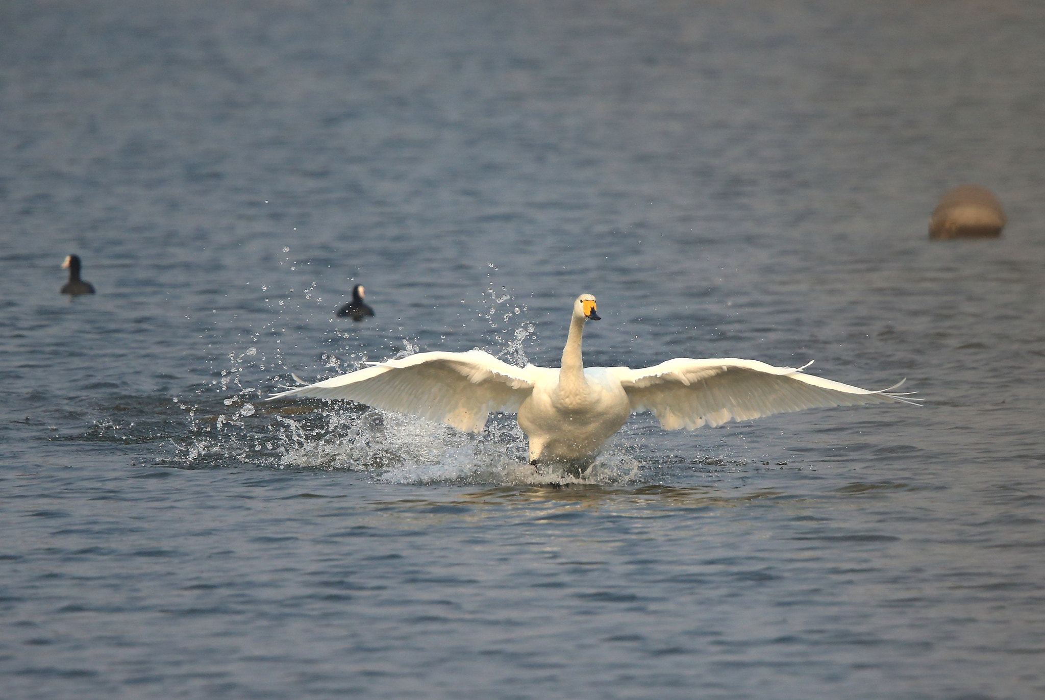 Canon EF 600mm F4L IS II USM sample photo. 747 photography