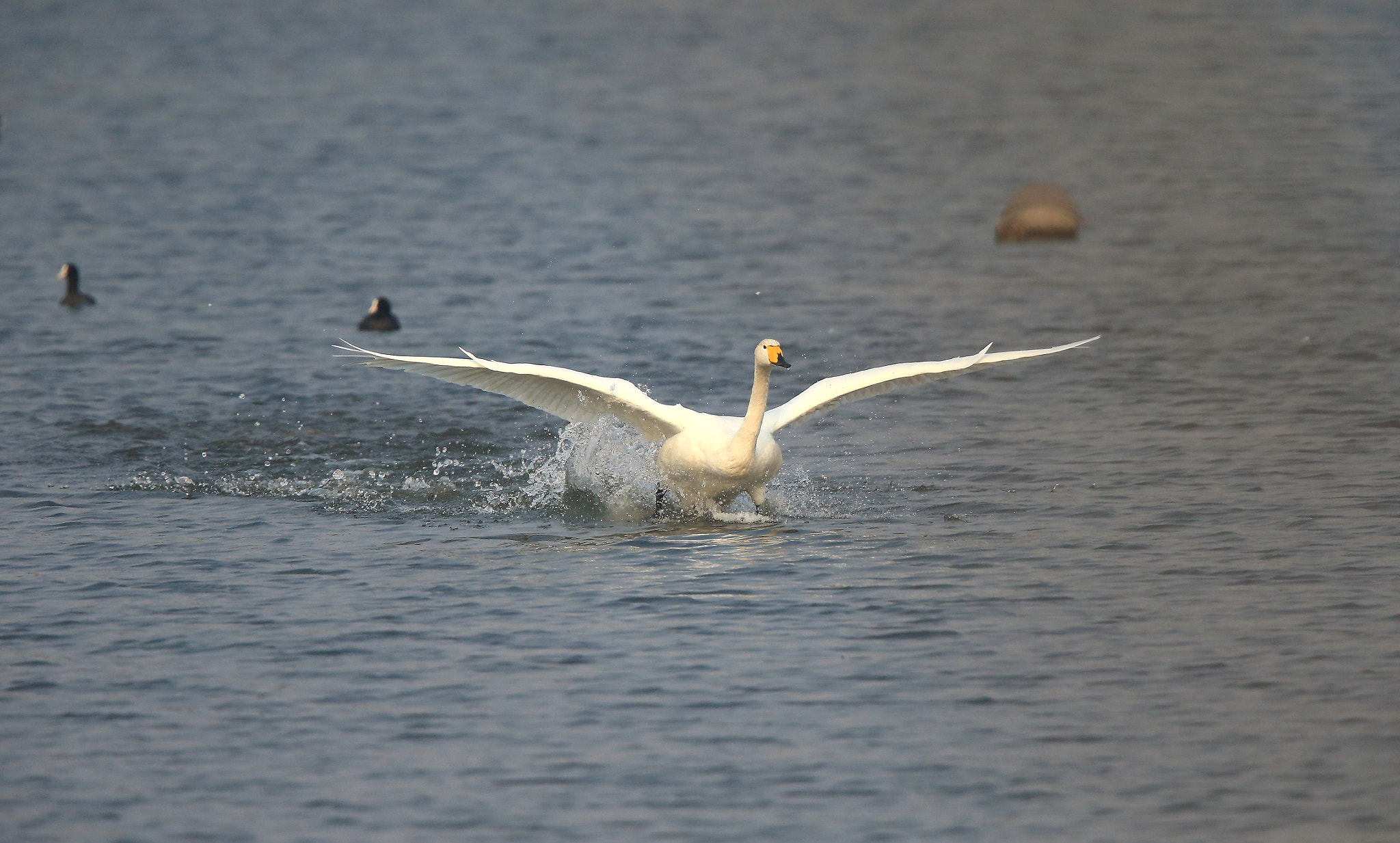 Canon EF 600mm F4L IS II USM sample photo. 749 photography