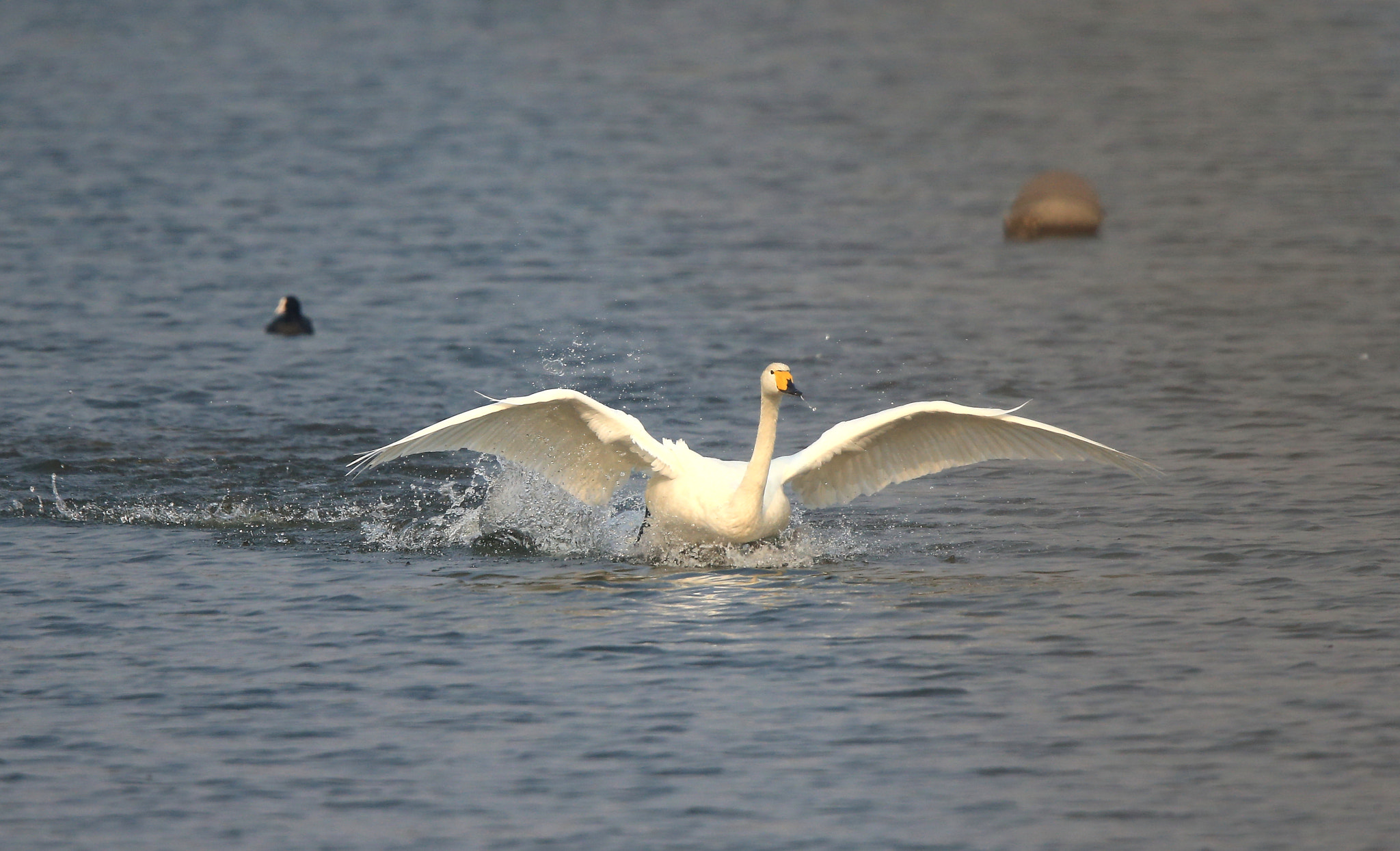 Canon EF 600mm F4L IS II USM sample photo. 750 photography