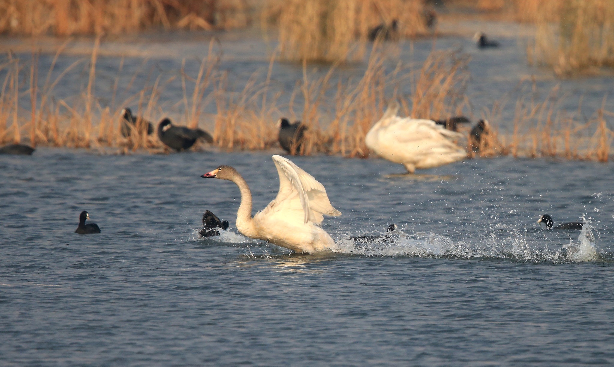 Canon EOS-1D X + Canon EF 600mm F4L IS II USM sample photo. 795 photography