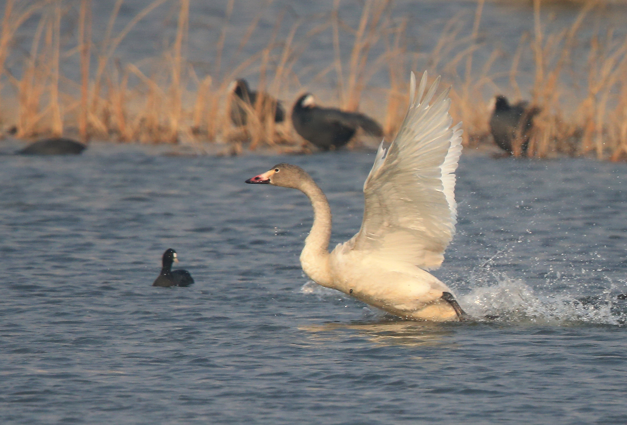 Canon EF 600mm F4L IS II USM sample photo. 796 photography