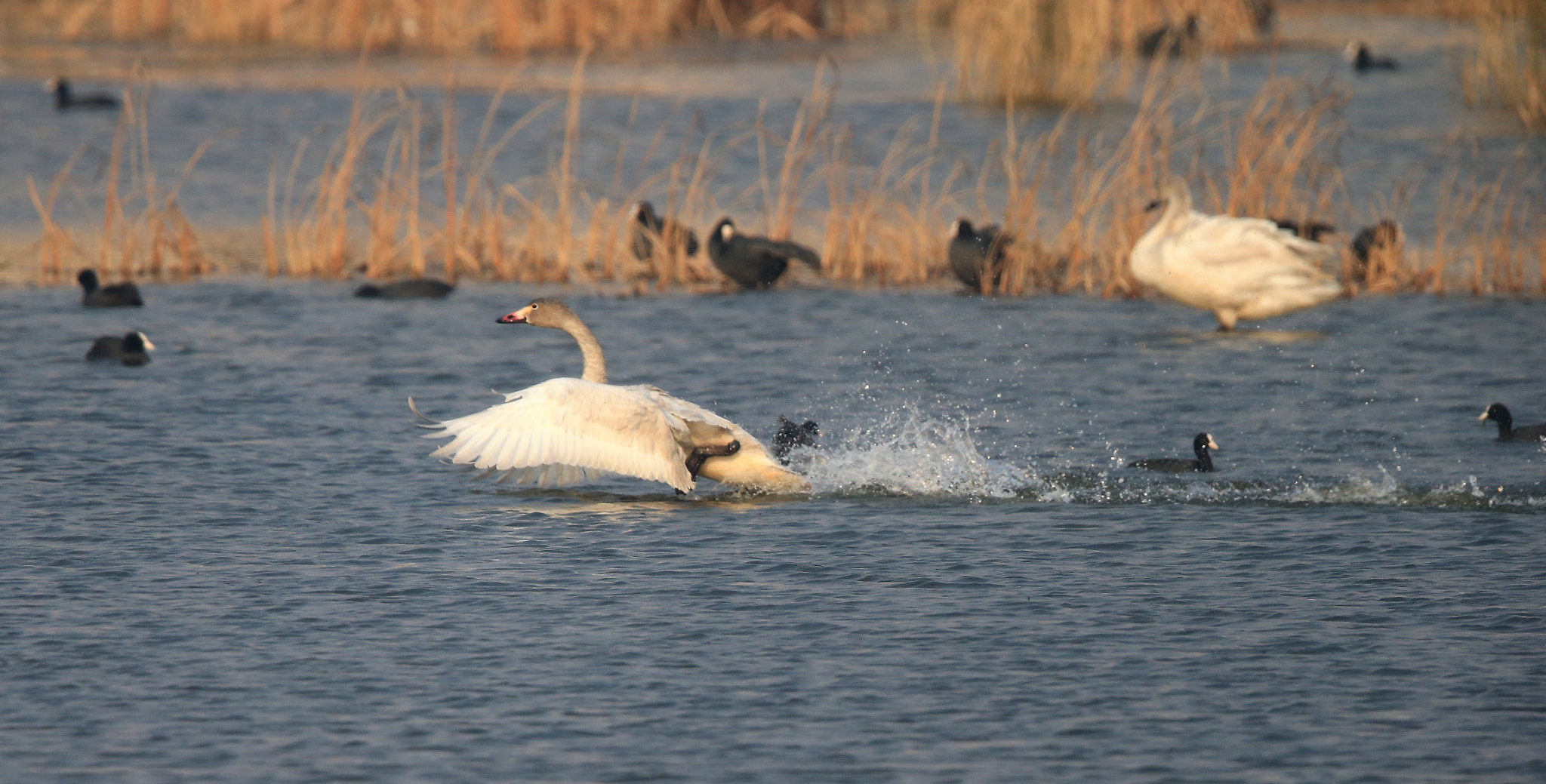 Canon EOS-1D X + Canon EF 600mm F4L IS II USM sample photo. 797 photography