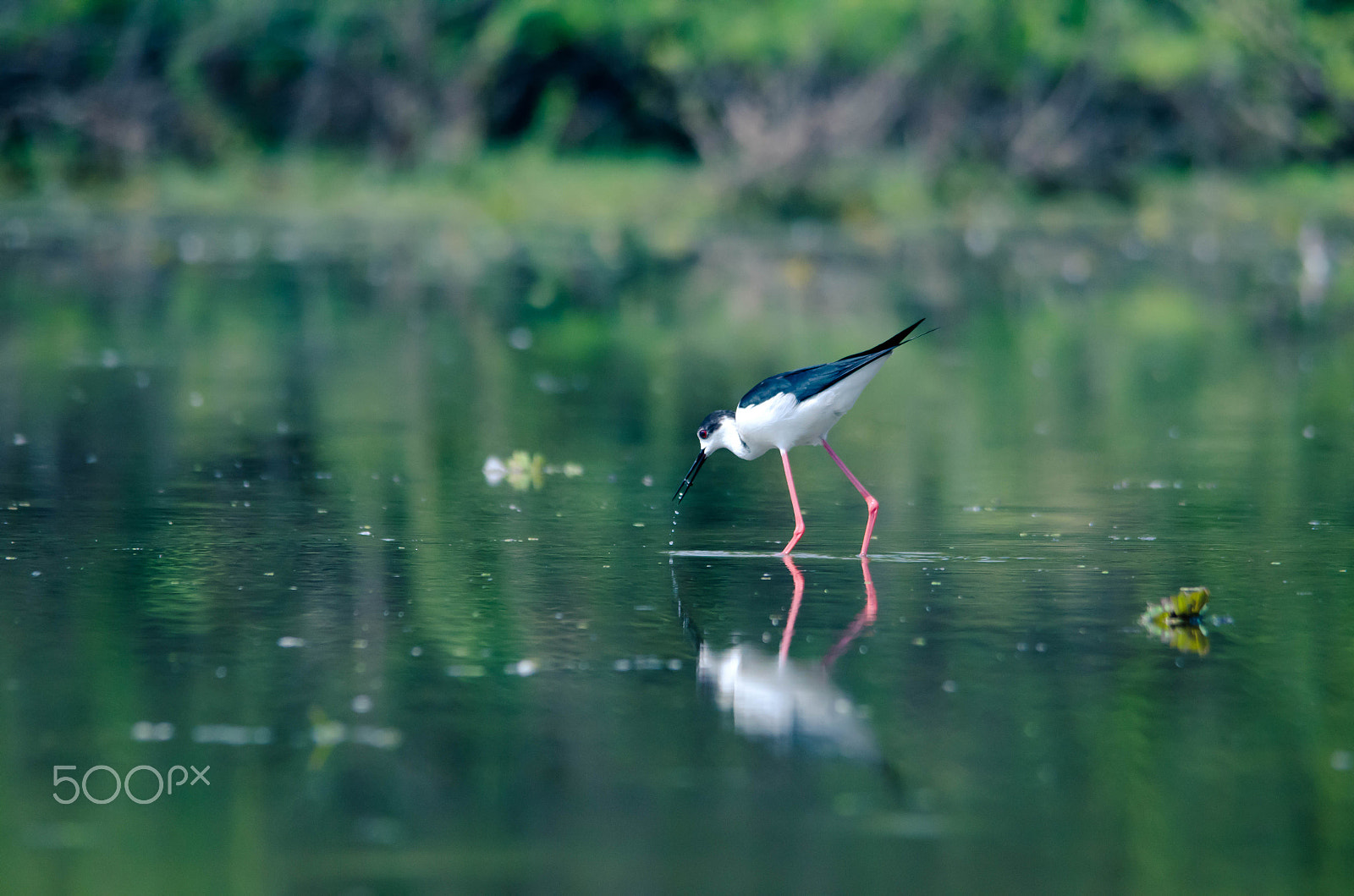 Sigma 150-500mm F5-6.3 DG OS HSM sample photo. Black winged stilt photography