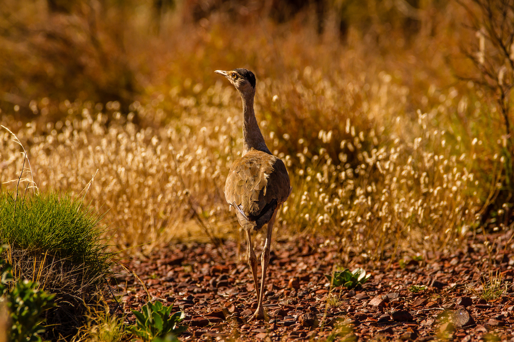 150-600mm F5-6.3 DG OS HSM | Contemporary 015 sample photo. Australia - australian bustard photography