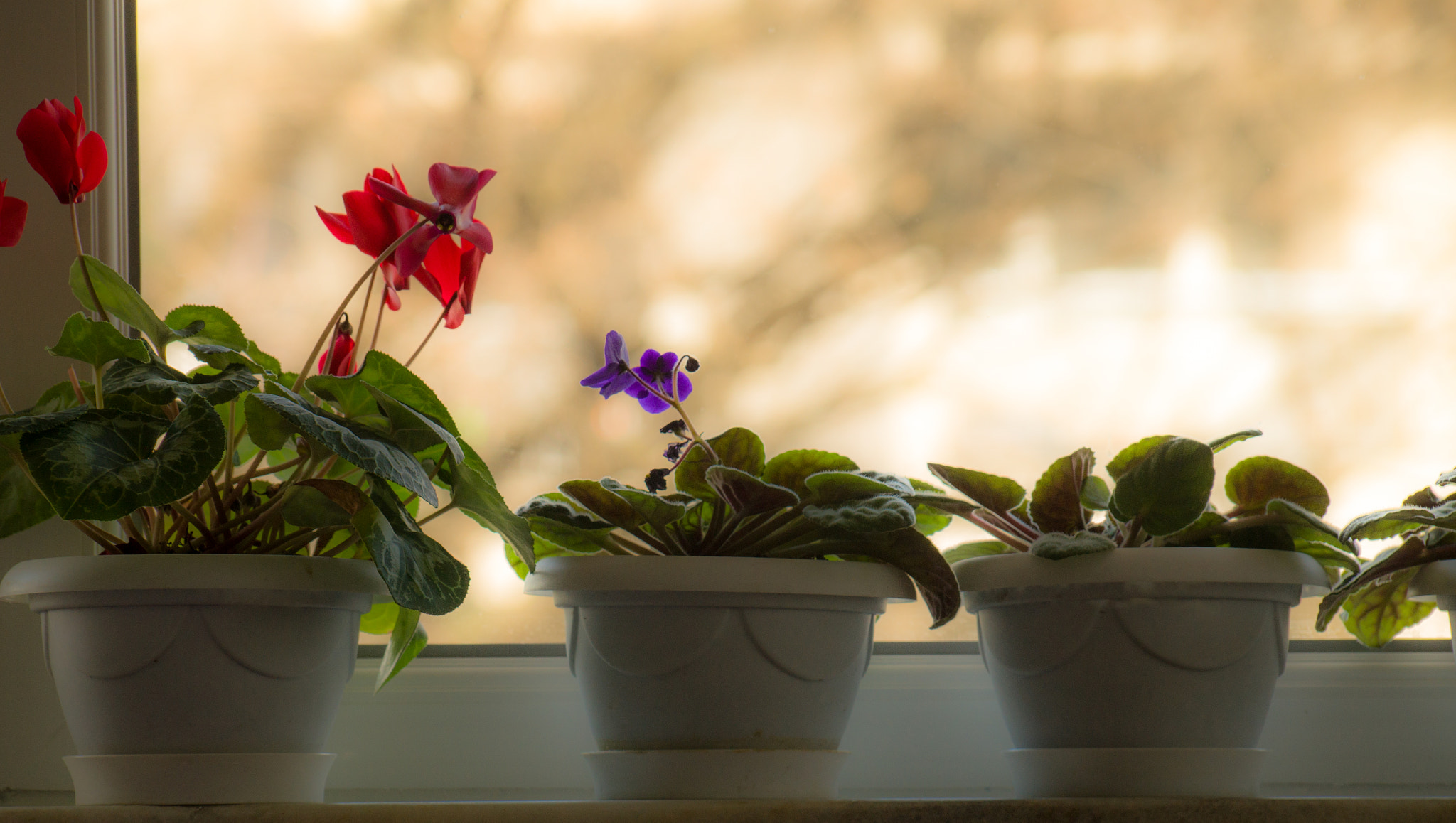 Sony SLT-A37 sample photo. Pencere güzelleri... photography
