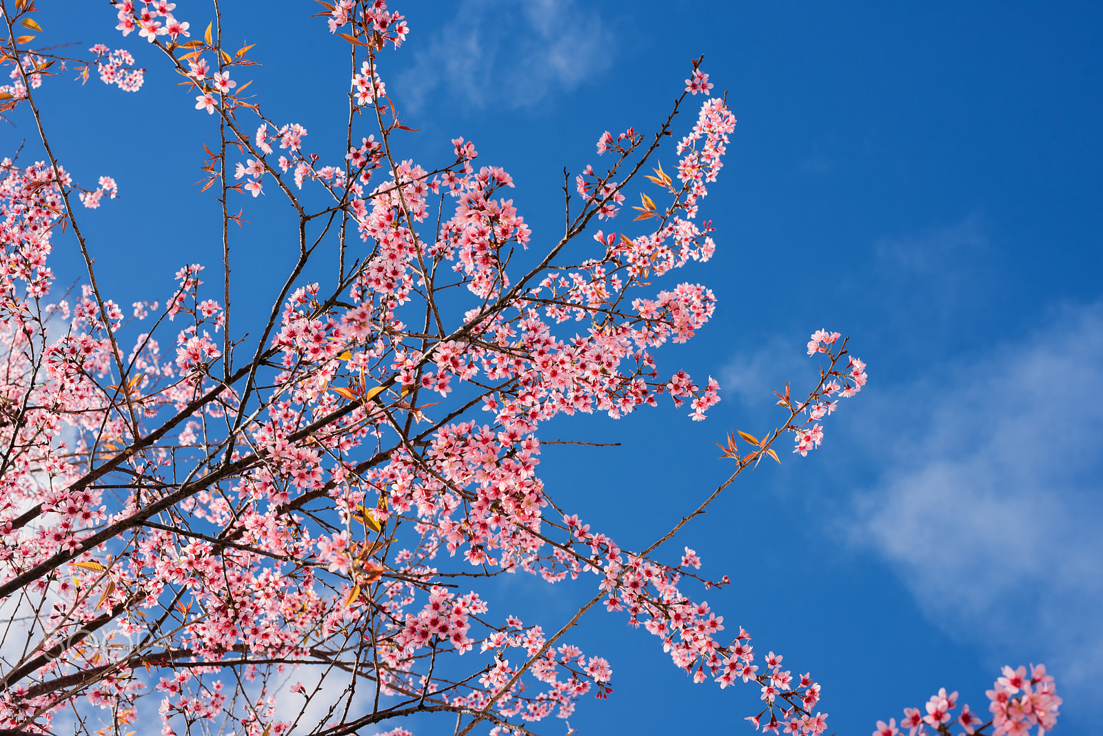 Nikon D750 + AF Nikkor 50mm f/1.4 sample photo. Sakura photography