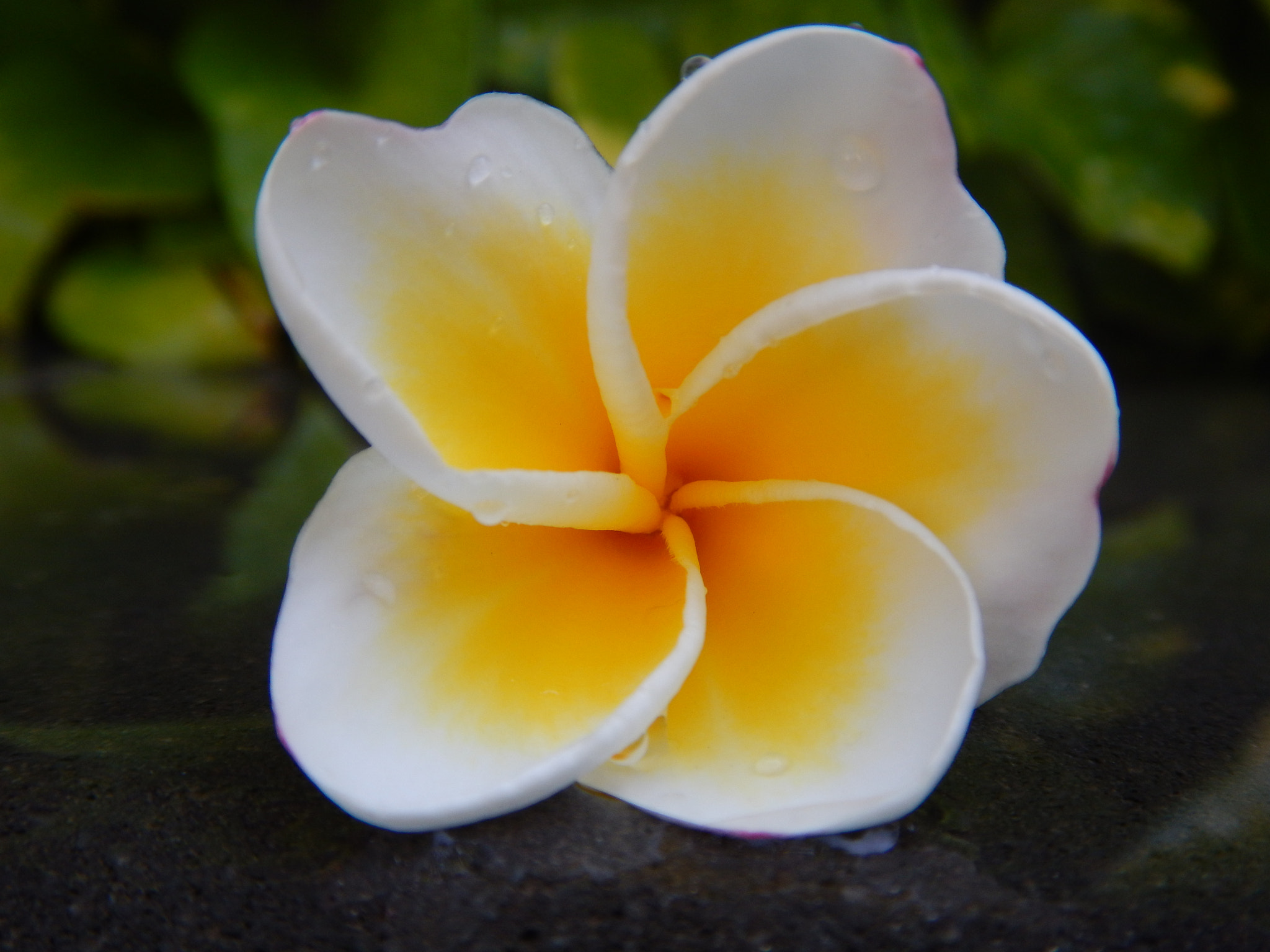 Nikon Coolpix AW120 sample photo. Plumeria photography