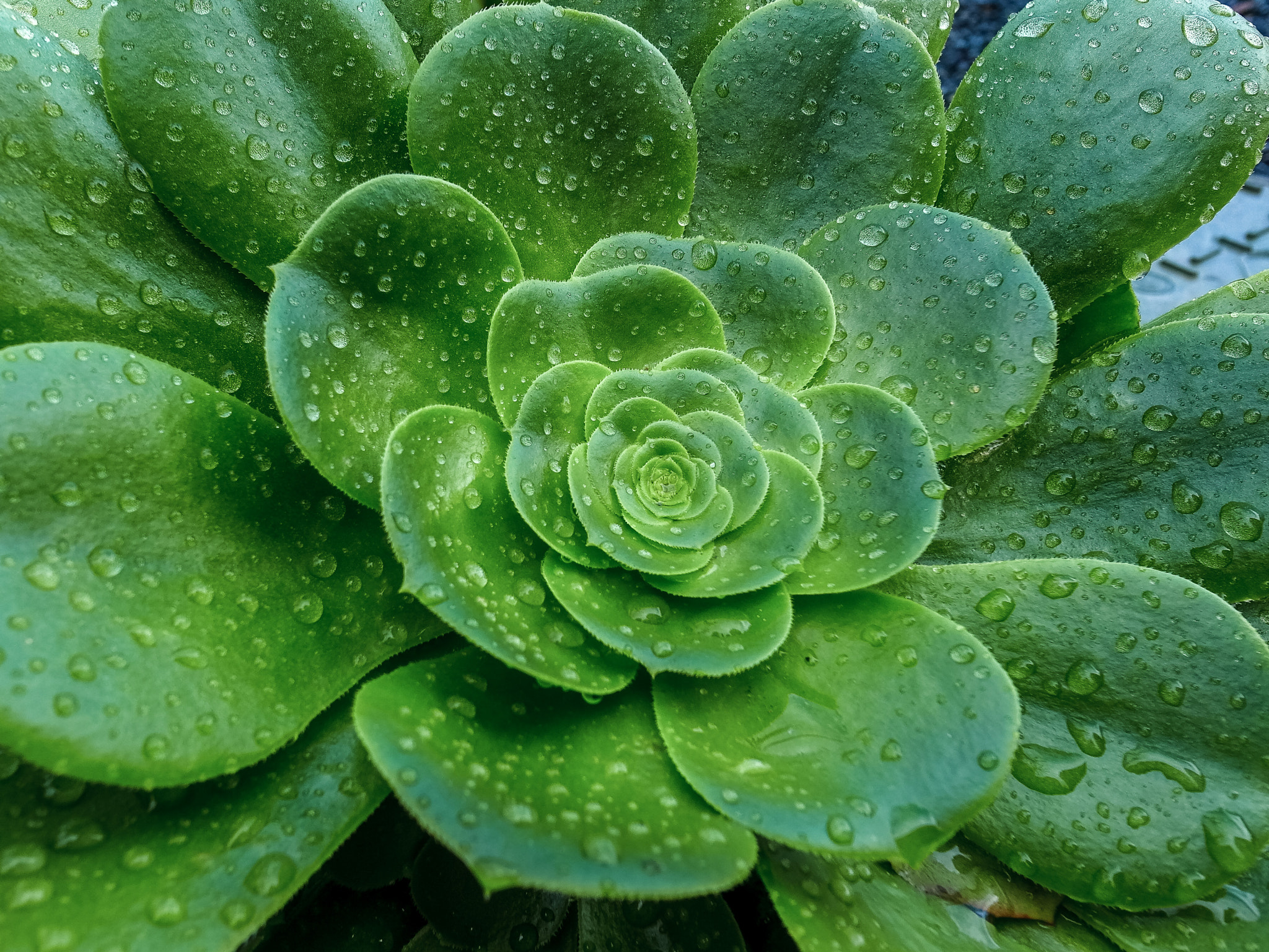 RICOH GR LENS sample photo. Succulents in rain 1 photography