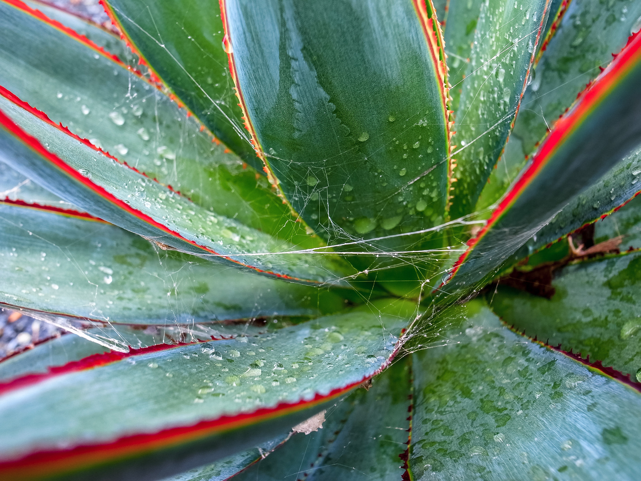 RICOH GR LENS sample photo. Succulents in rain 2 photography