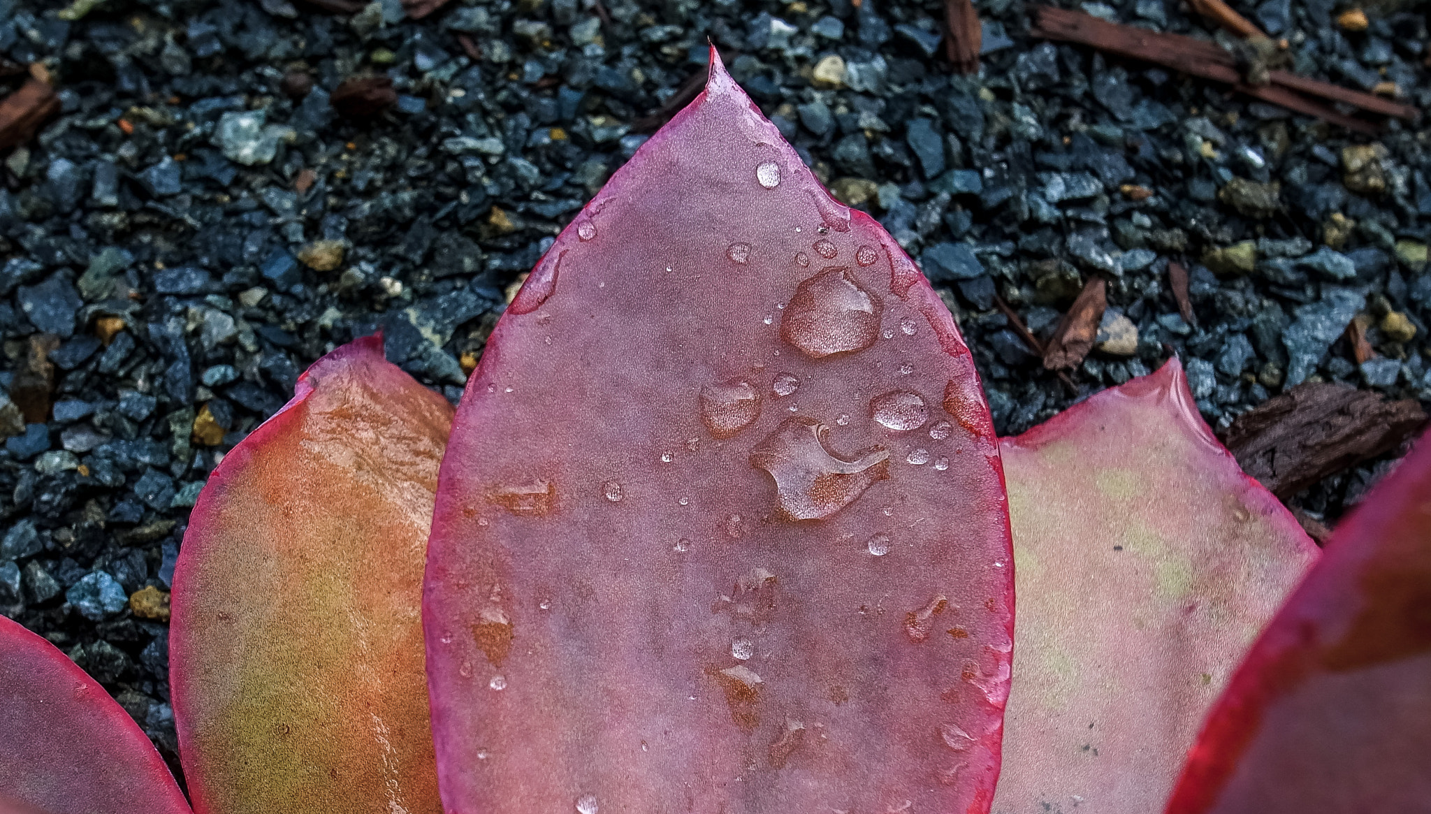 Ricoh GR DIGITAL 4 + RICOH GR LENS sample photo. Succulents in rain 3 photography