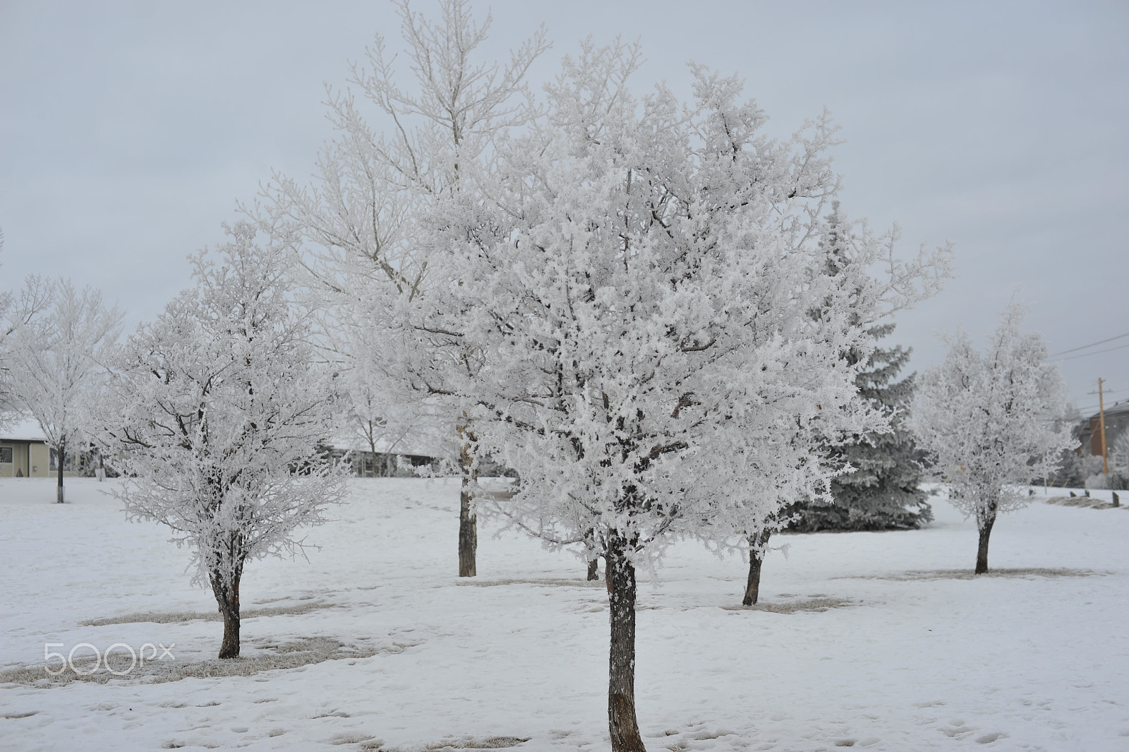 Manual Lens No CPU sample photo. Freezing drizzle weather early morning photography