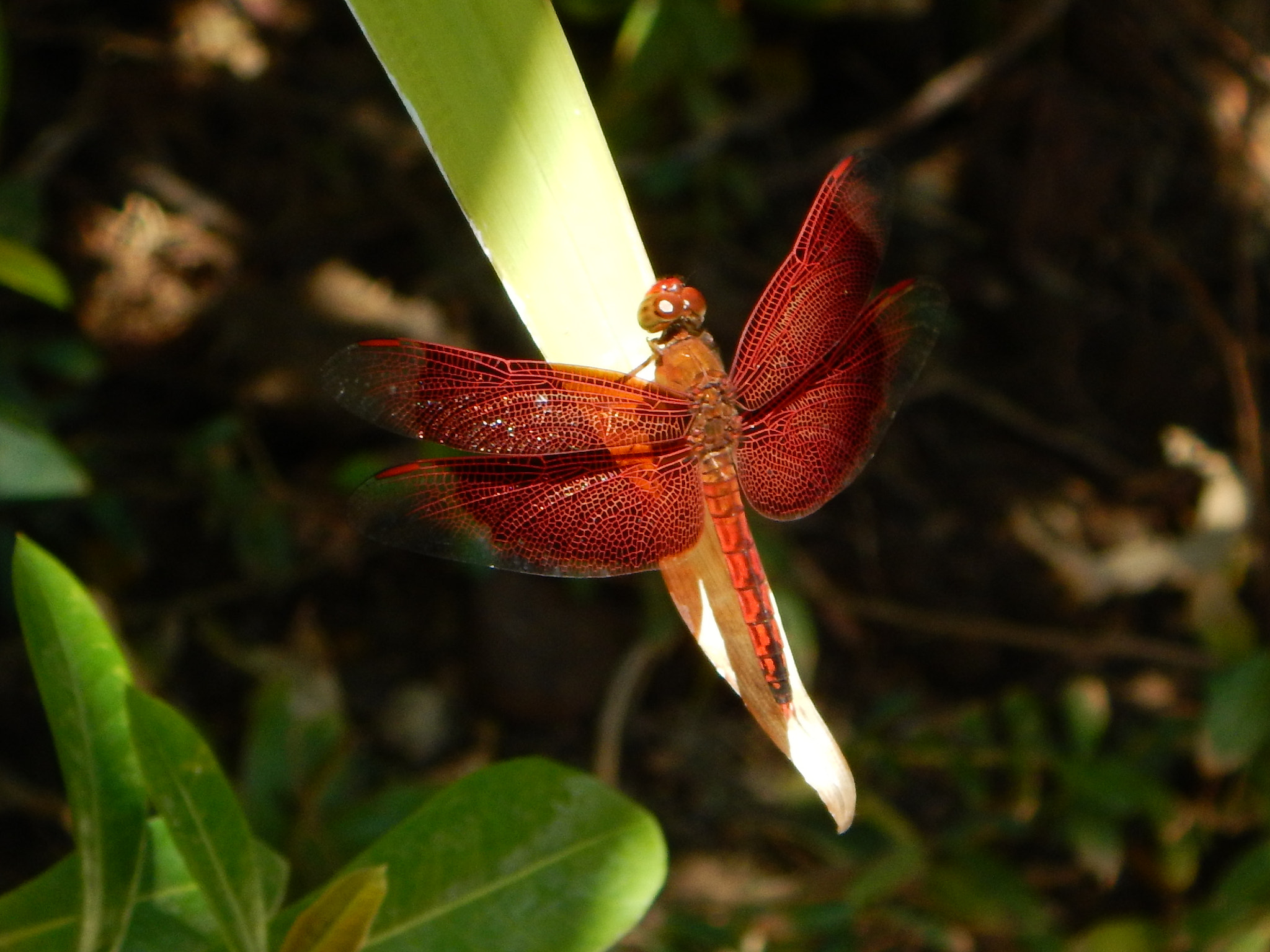 Nikon Coolpix AW120 sample photo. Red dragonfly photography