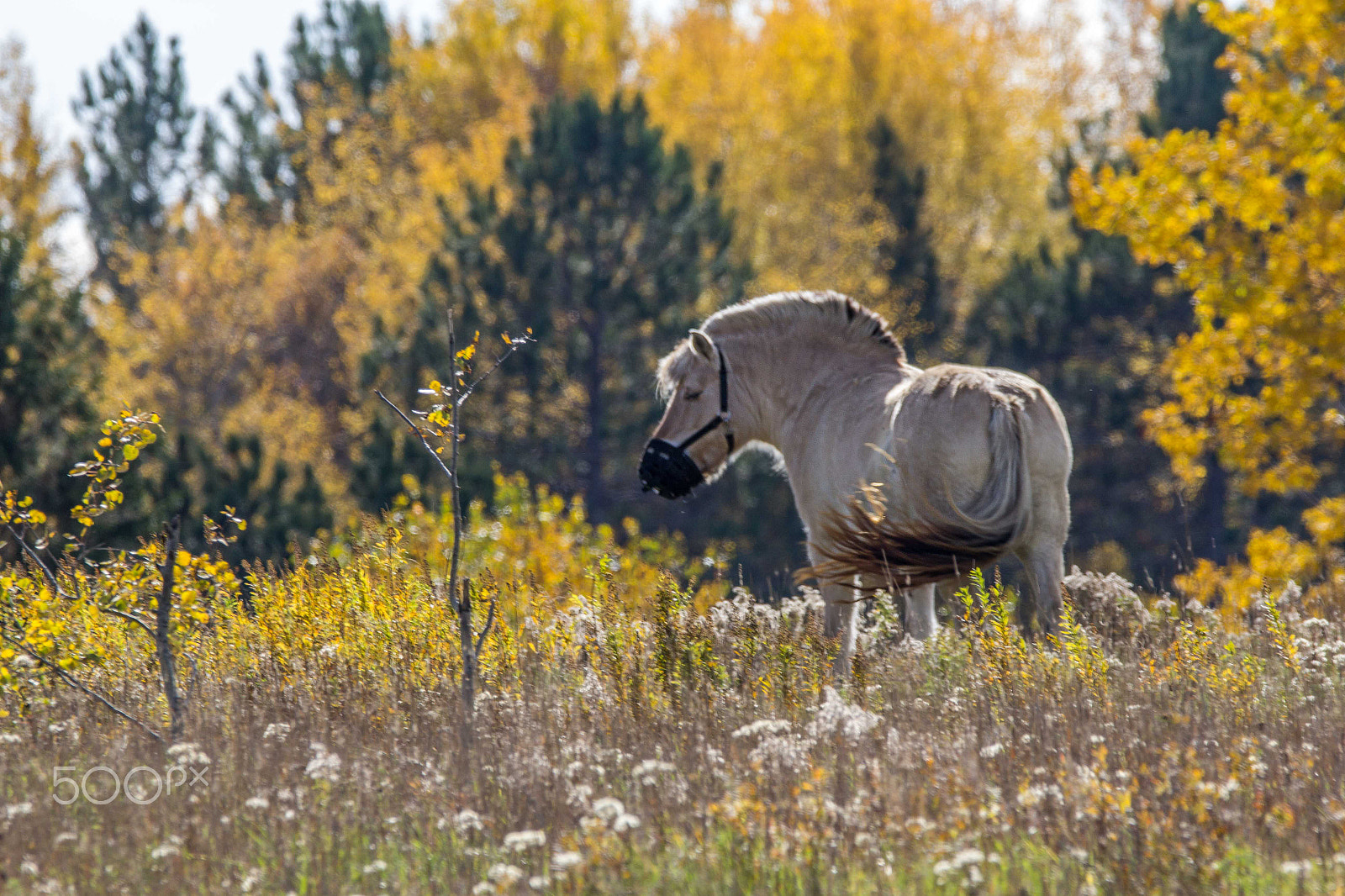 150-600mm F5-6.3 DG OS HSM | Contemporary 015 sample photo. Sun grazing photography