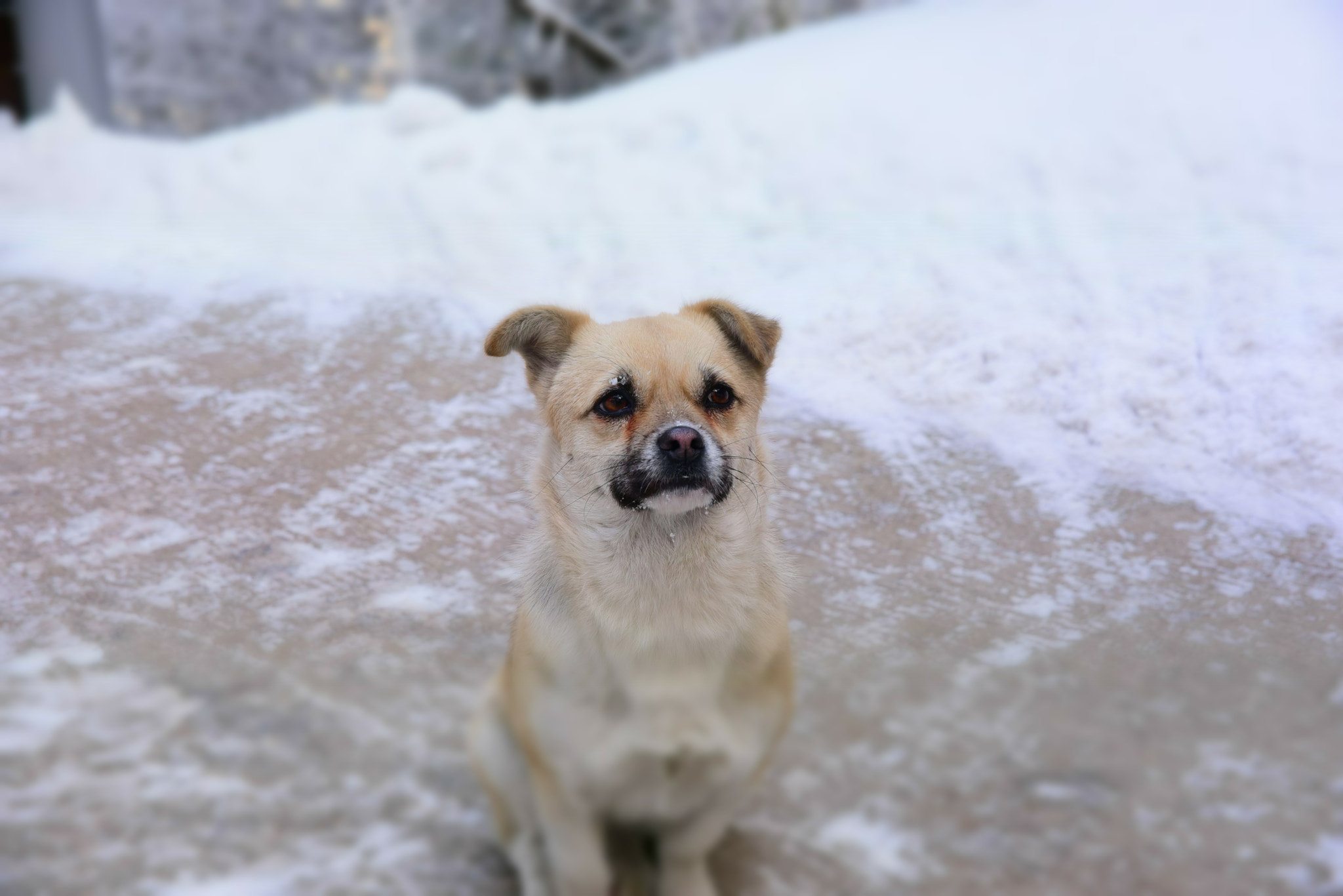 Sigma 24-70mm F2.8 EX DG HSM sample photo. I guess he felt cold. photography