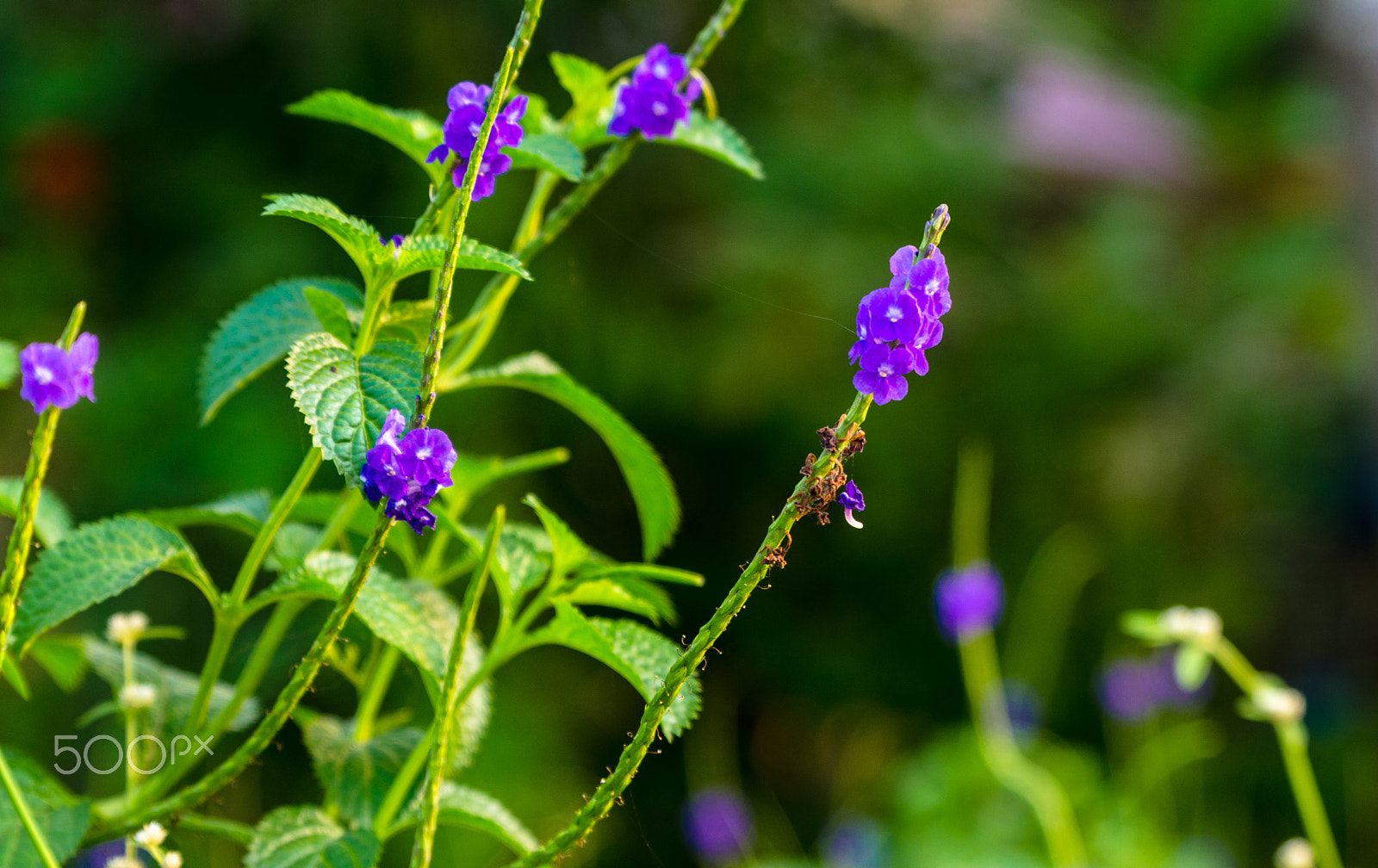 Tamron SP 24-70mm F2.8 Di VC USD sample photo. Flowers photography