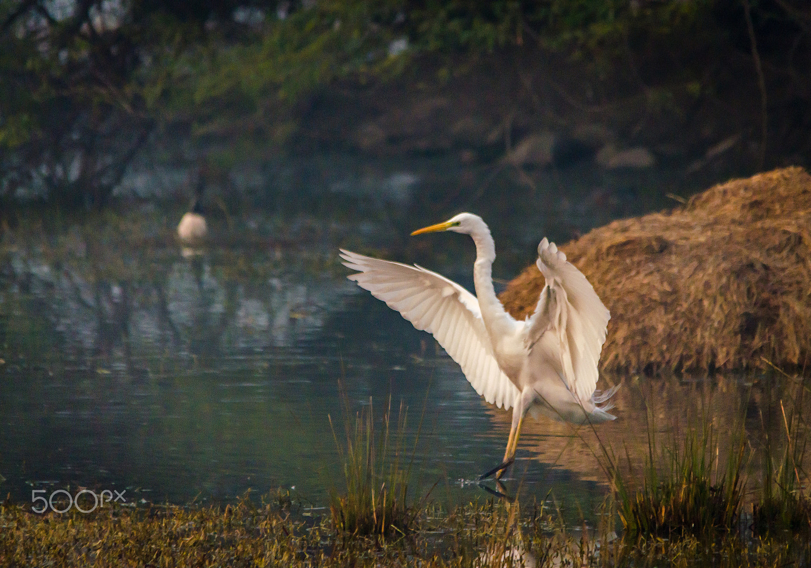 Sigma 150-500mm F5-6.3 DG OS HSM sample photo. Egret photography