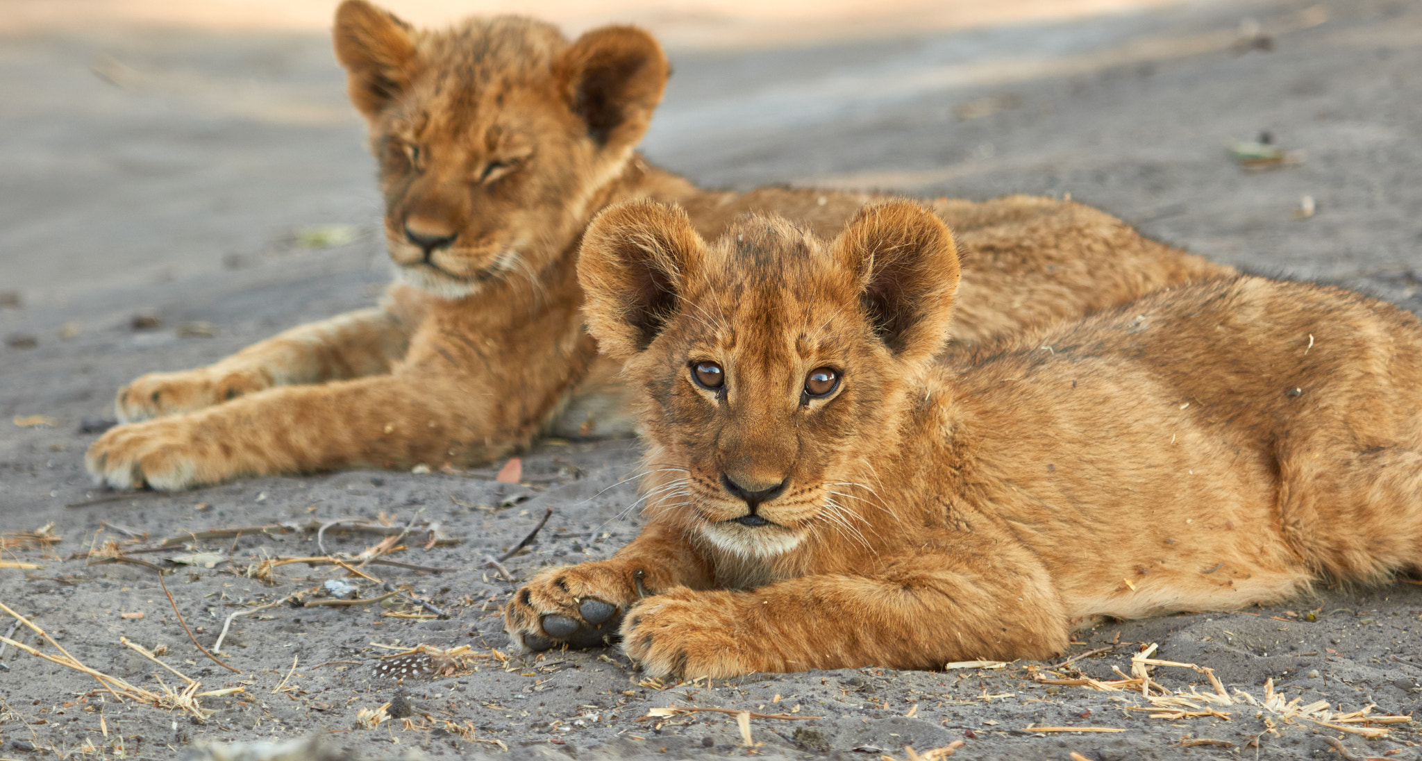 Canon EOS 7D Mark II + Canon EF 100-400mm F4.5-5.6L IS USM sample photo. Lion cub and his brother photography
