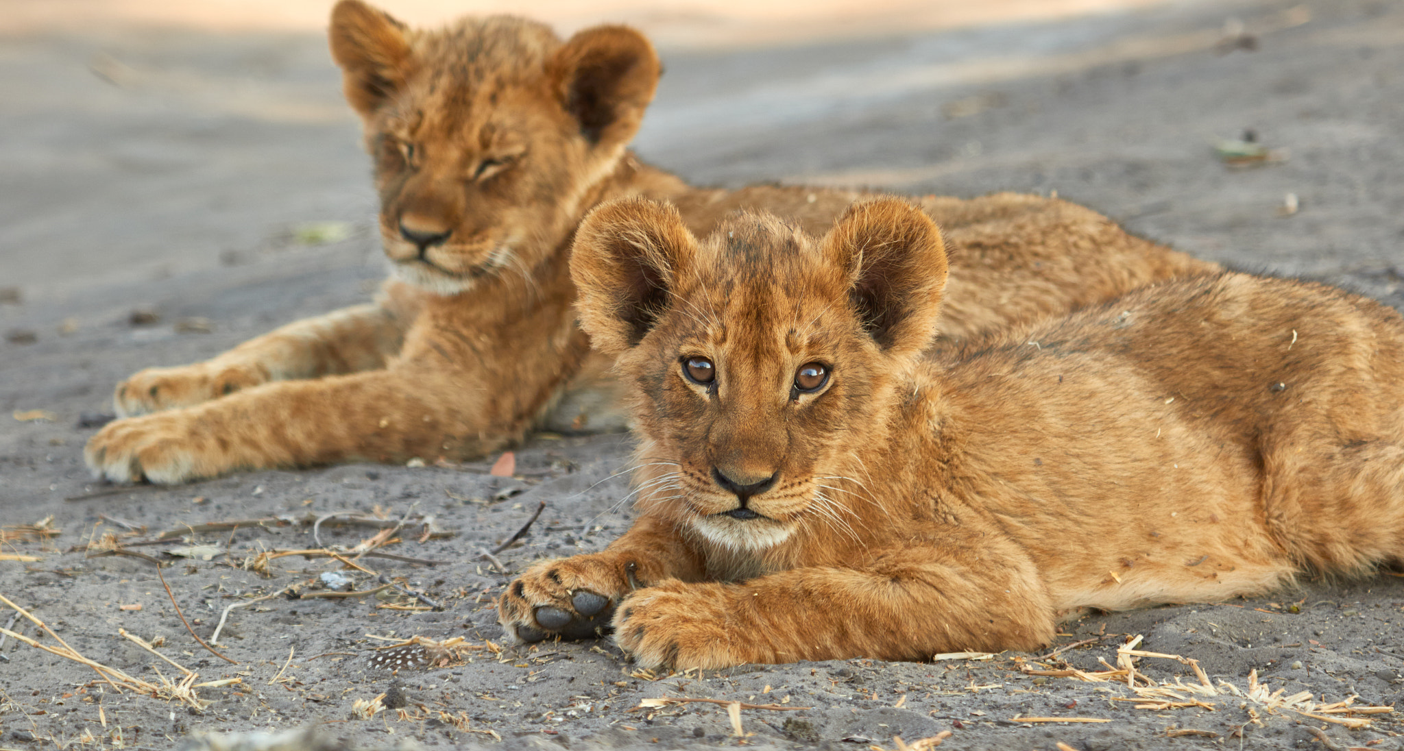 Canon EF 100-400mm F4.5-5.6L IS USM sample photo. Lion cub and his brother photography