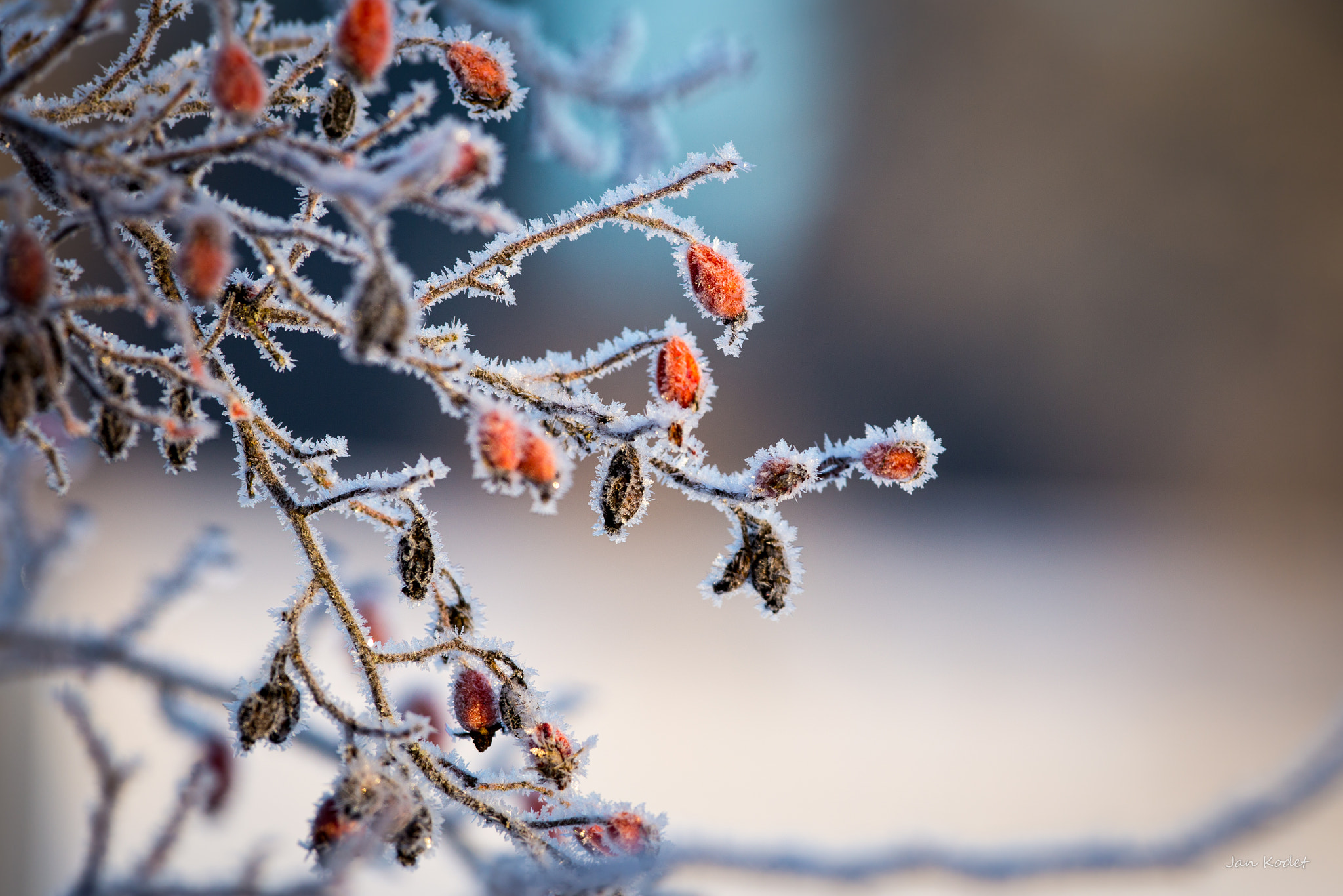 Canon EOS 6D + Canon EF 300mm F2.8L IS USM sample photo. Frozen rosehips photography