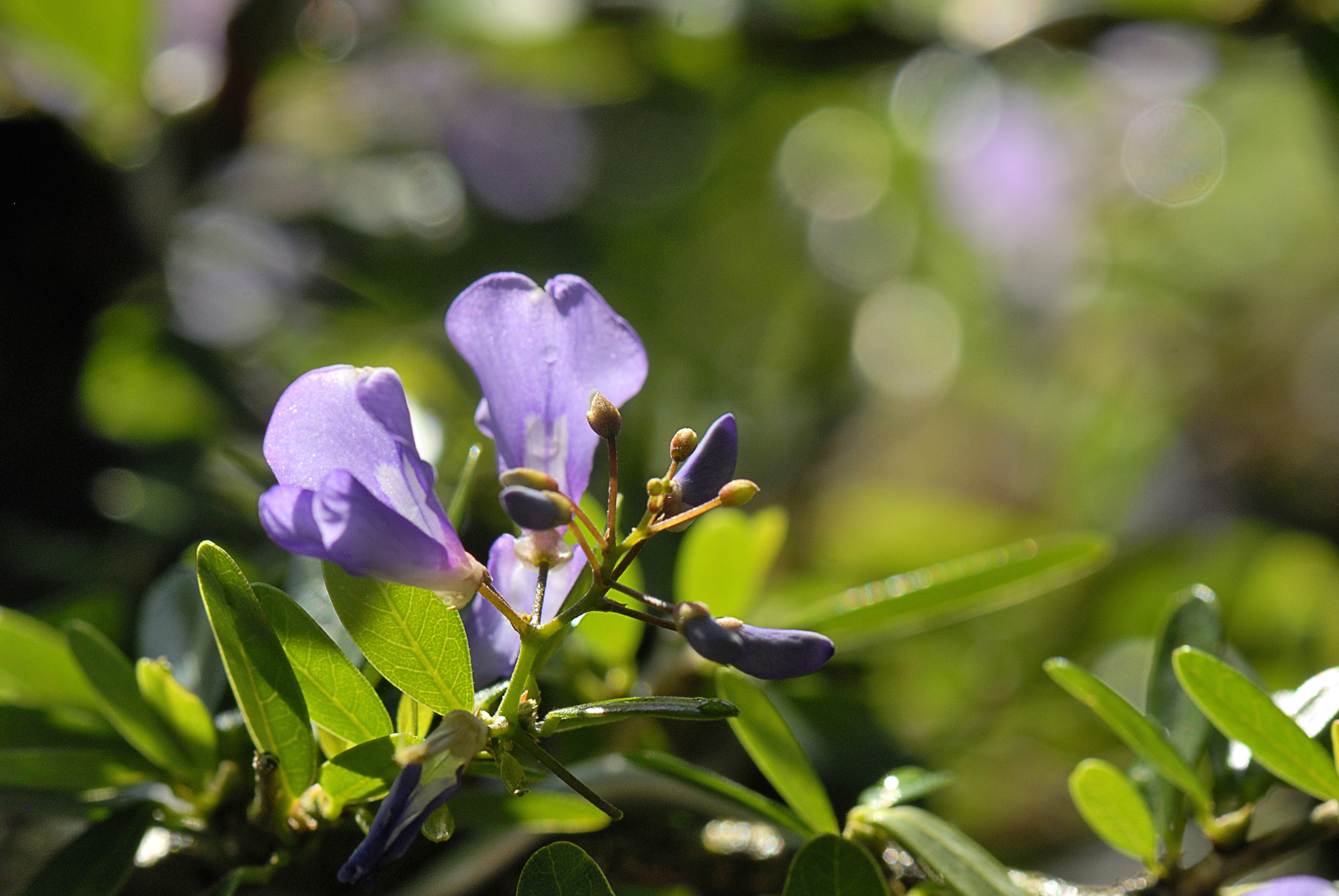Nikon AF-S Micro-Nikkor 105mm F2.8G IF-ED VR sample photo. Dsc photography