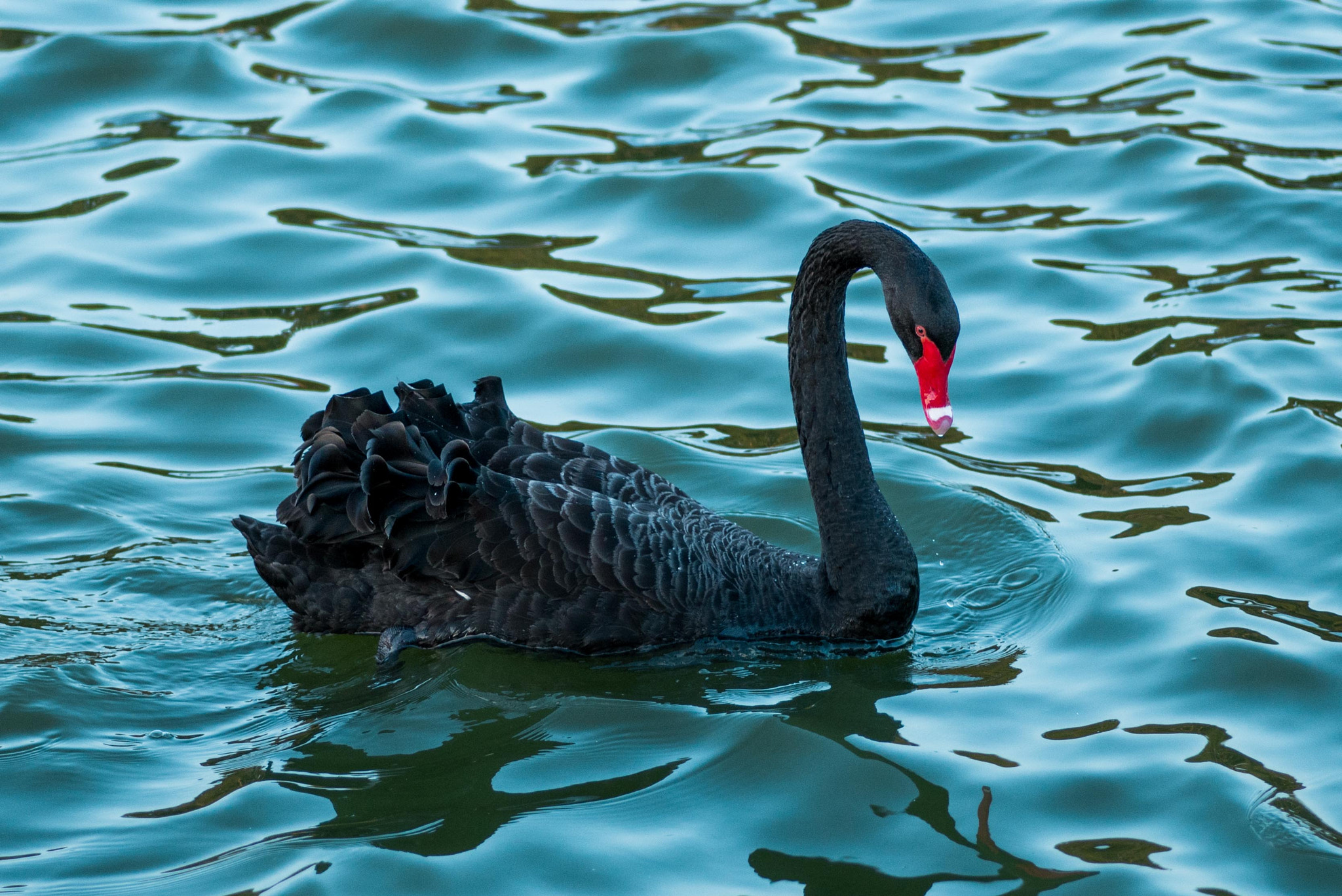 Nikon D600 + Tokina AT-X Pro 100mm F2.8 Macro sample photo. Black swan photography