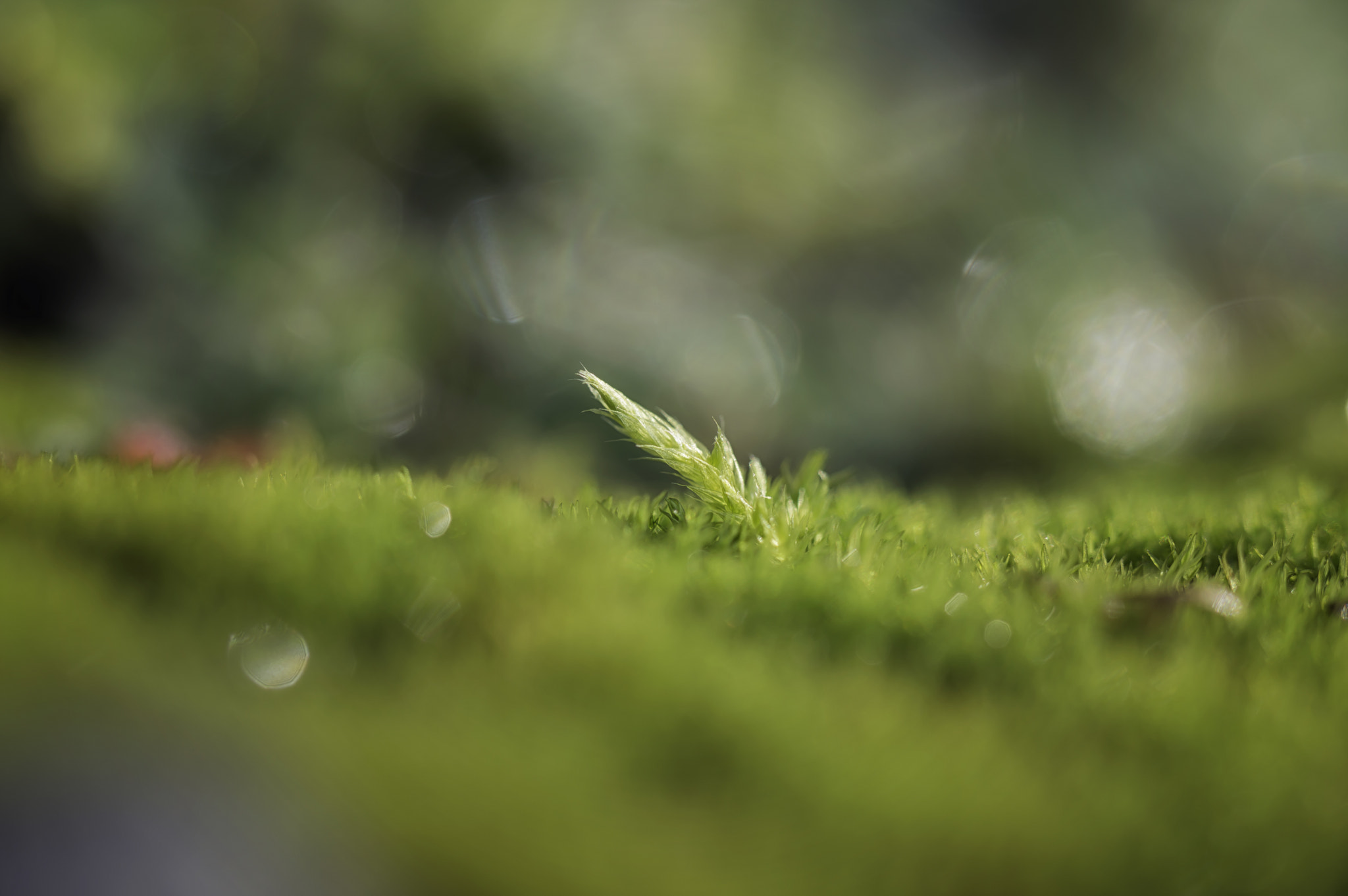 Nikon D3200 + Tamron SP AF 60mm F2 Di II LD IF Macro sample photo. New moss and morning dew photography