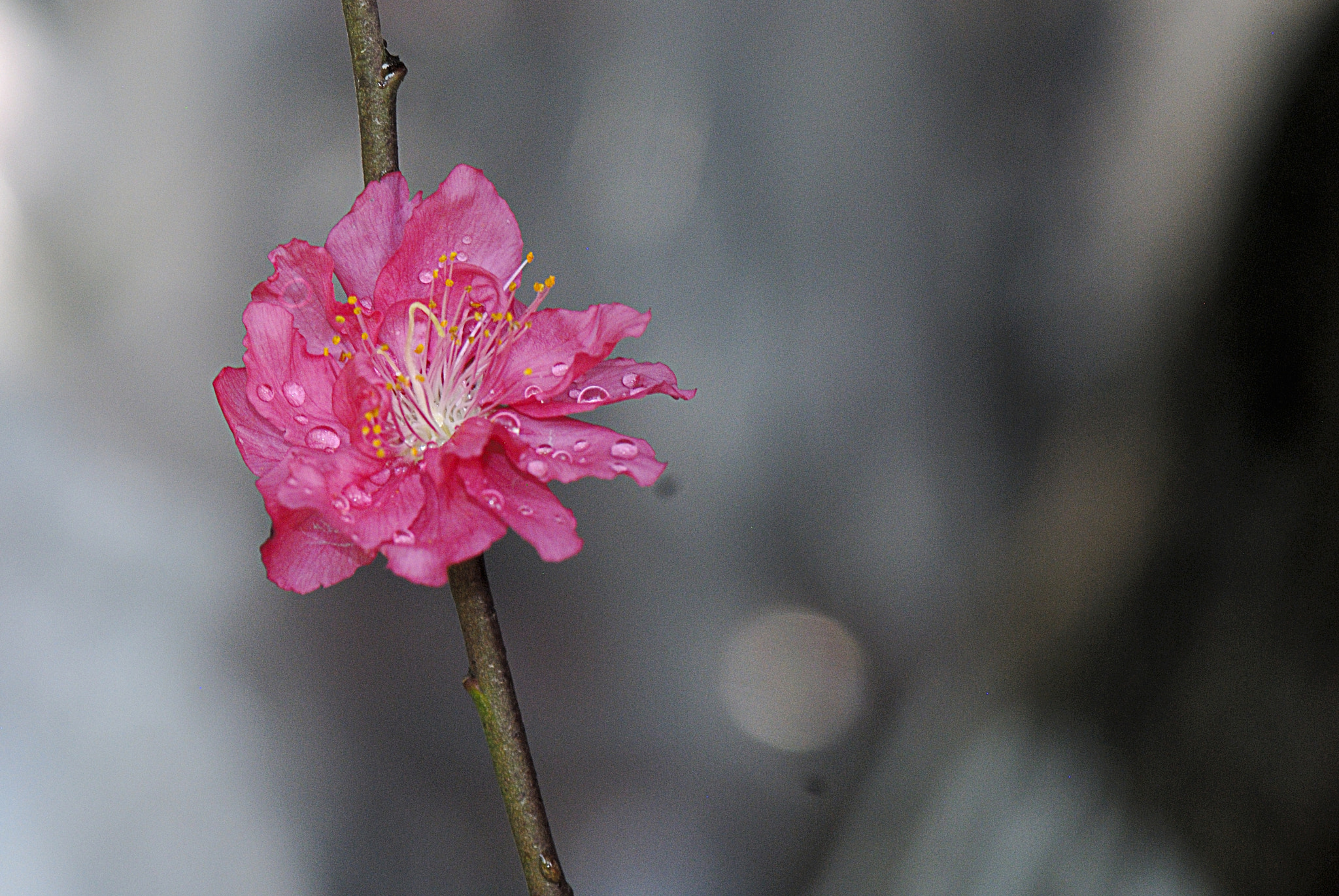 Nikon AF-S Micro-Nikkor 105mm F2.8G IF-ED VR sample photo. Dsc photography