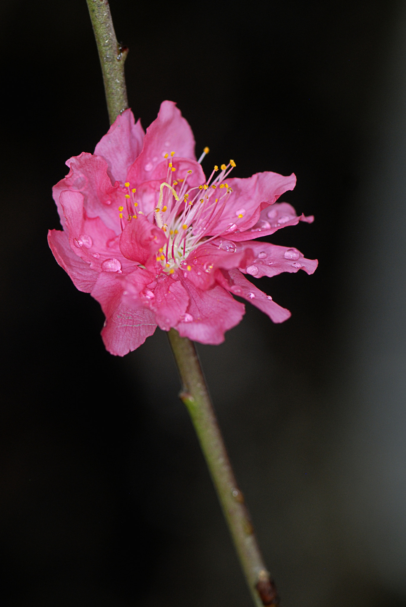 Nikon AF-S Micro-Nikkor 105mm F2.8G IF-ED VR sample photo. Dsc photography