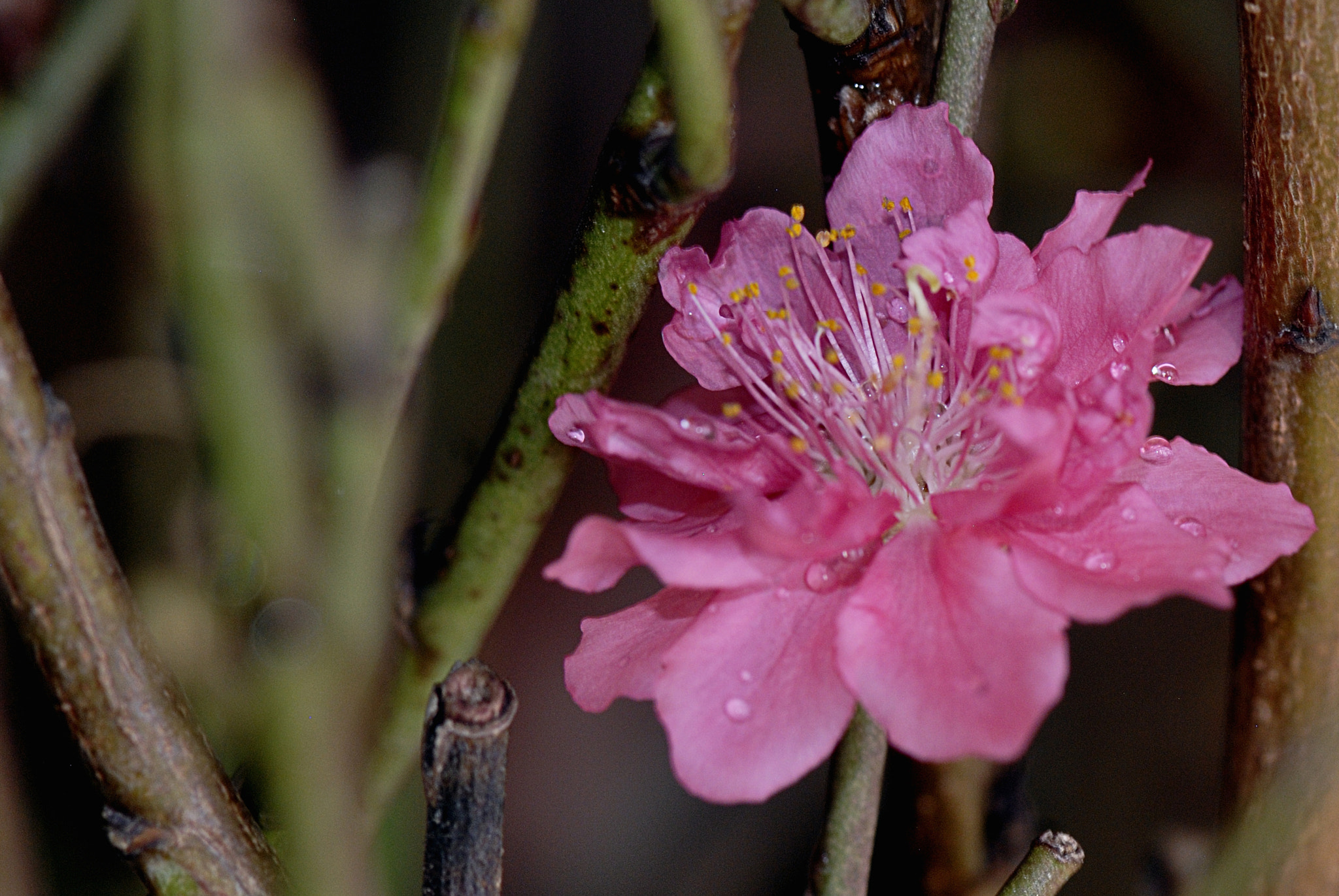 Nikon AF-S Micro-Nikkor 105mm F2.8G IF-ED VR sample photo. Dsc photography