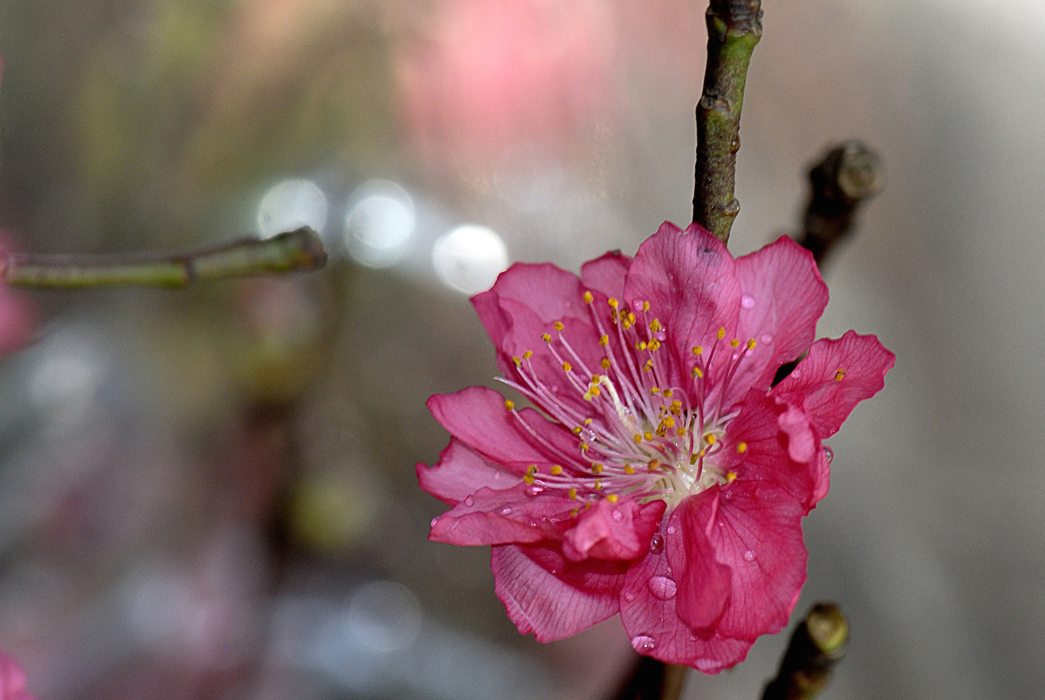 Nikon AF-S Micro-Nikkor 105mm F2.8G IF-ED VR sample photo. Dsc photography