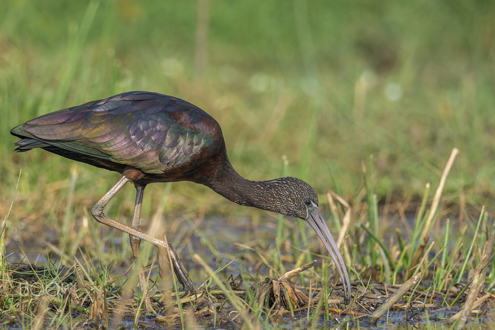 Nikon D7100 + Nikon AF-S Nikkor 300mm F4D ED-IF sample photo. Glossy ibis (plegadis falcinellus) photography