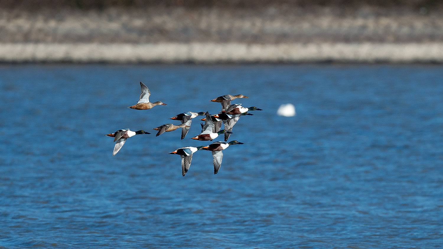 Nikon AF-S Nikkor 600mm F4E FL ED VR sample photo. Shoveler flying over photography