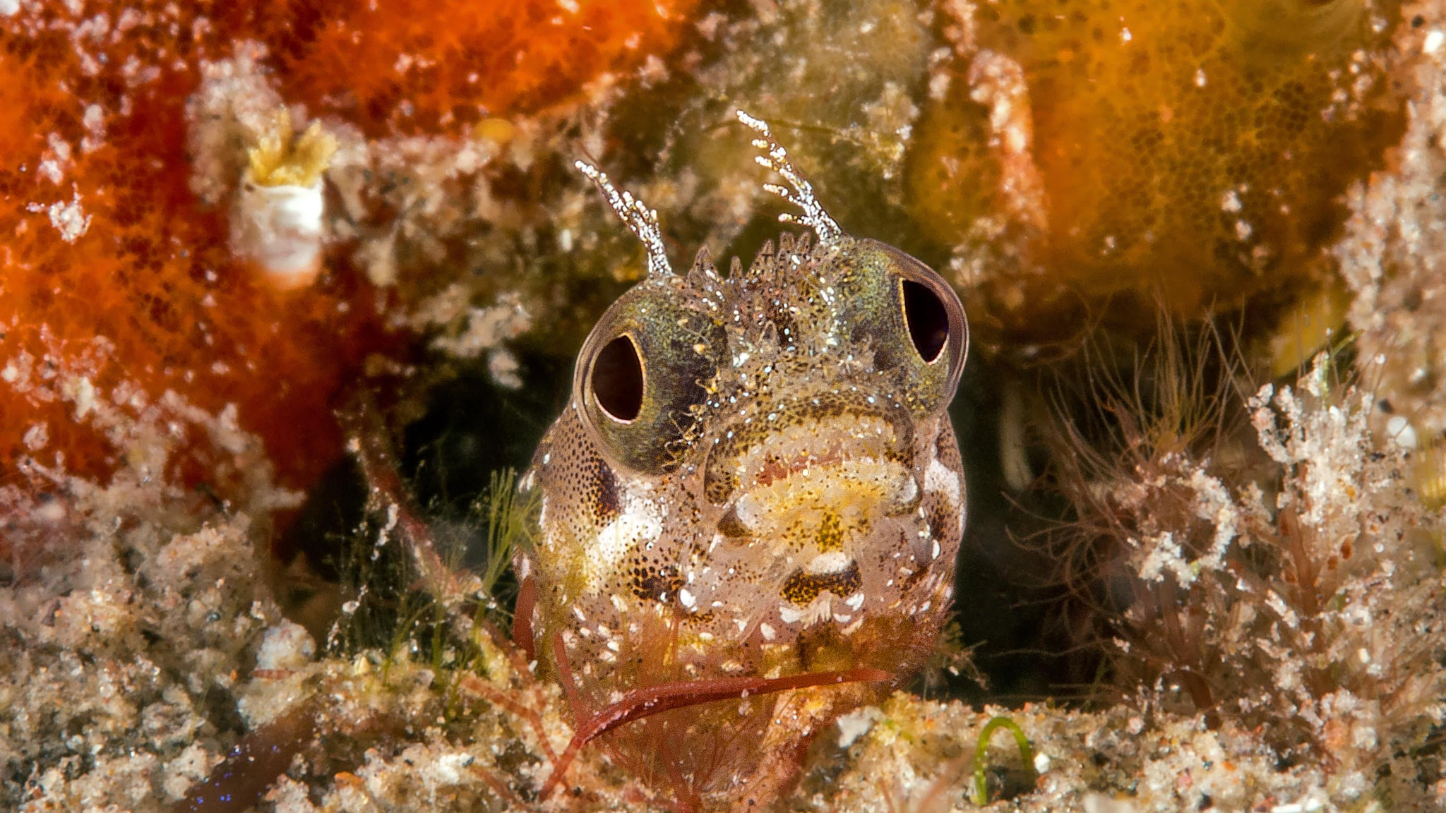 Olympus M.Zuiko Digital ED 60mm F2.8 Macro sample photo. Secretary blenny photography