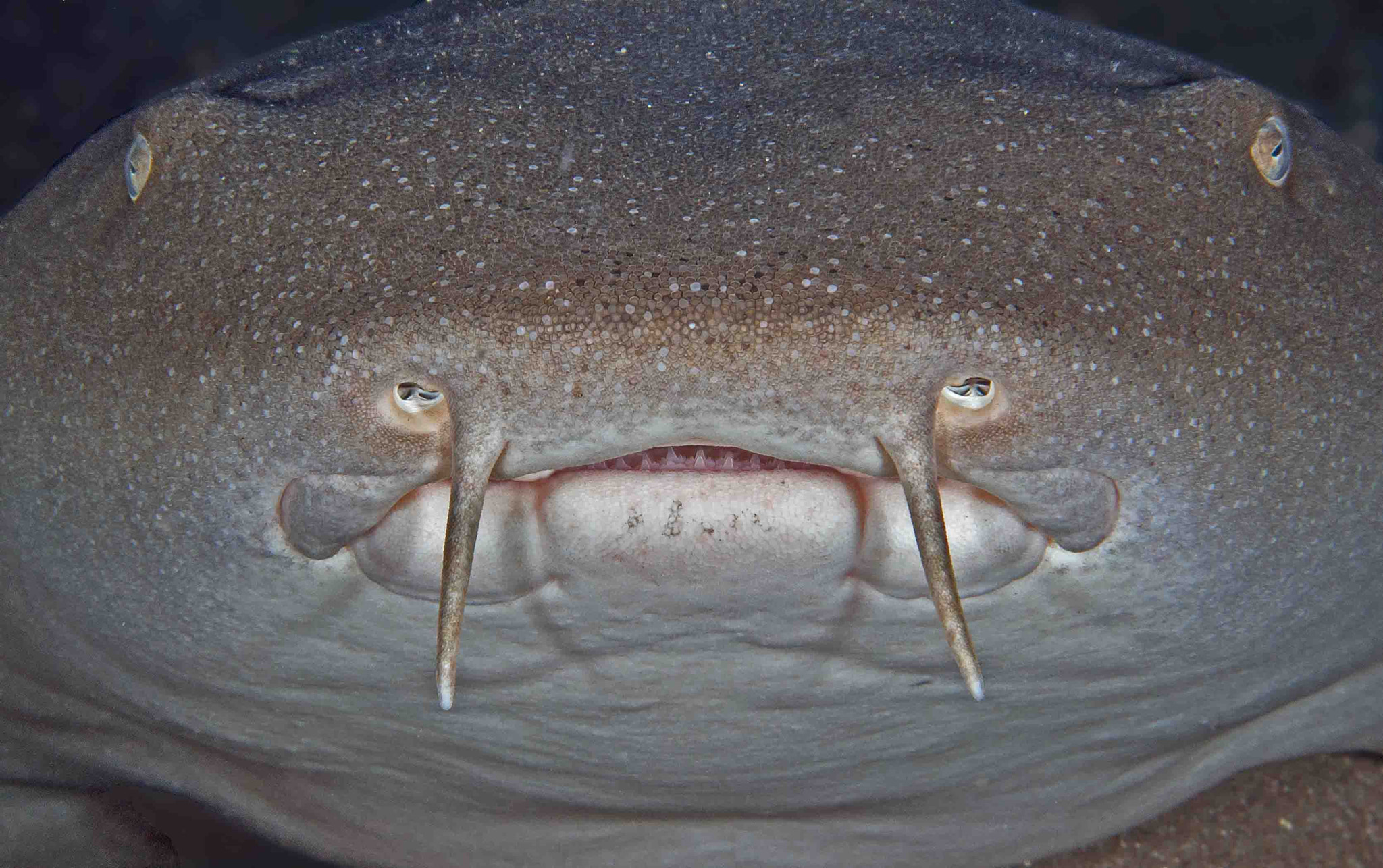 Olympus M.Zuiko Digital ED 60mm F2.8 Macro sample photo. Nurse shark photography