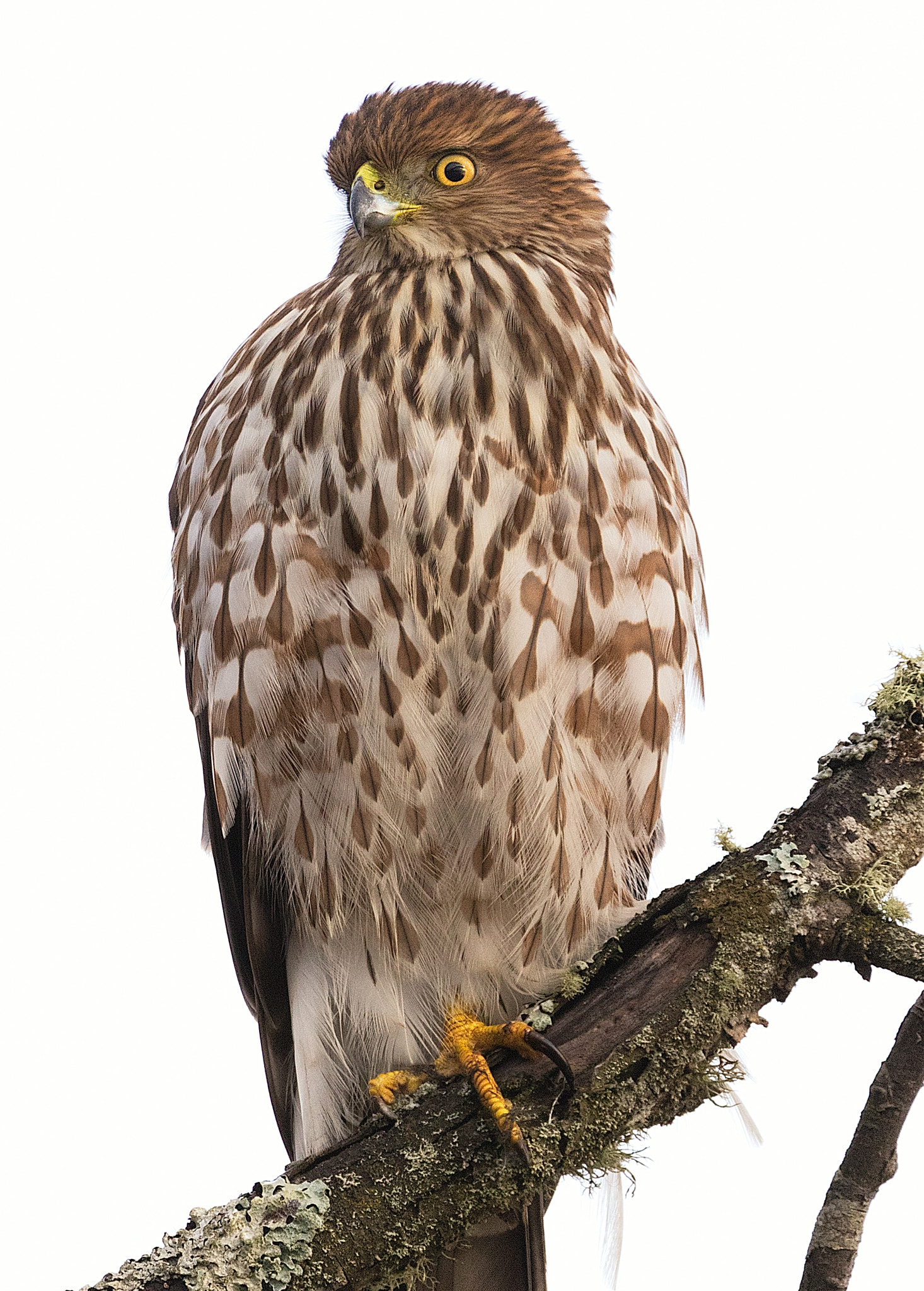 Canon EF 70-200mm F2.8L IS II USM sample photo. Cooper's hawk photography