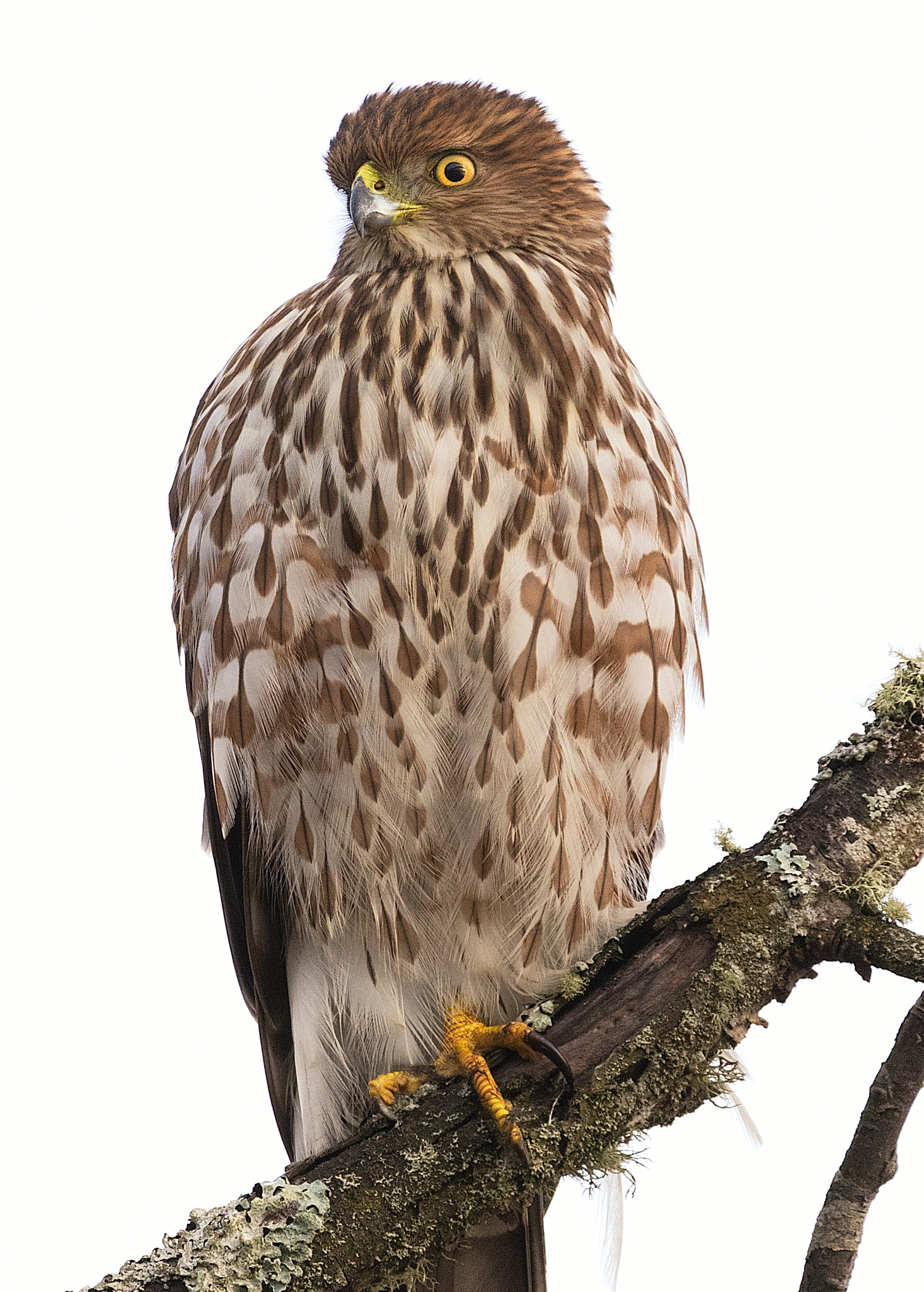 Canon EOS 7D Mark II + Canon EF 70-200mm F2.8L IS II USM sample photo. Cooper's hawk photography