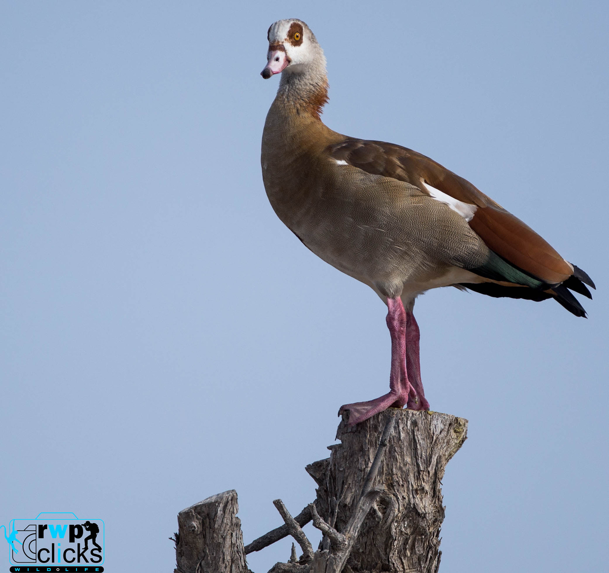 Canon EF 500mm F4L IS USM sample photo. Egyptian goose.. al qudra lake. dubai photography