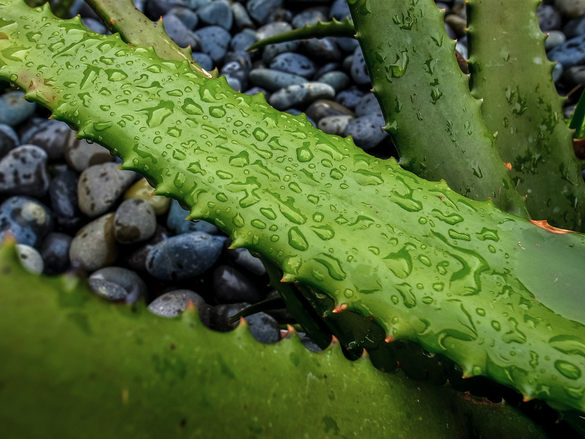 RICOH GR LENS sample photo. Succulents in rain 4 photography
