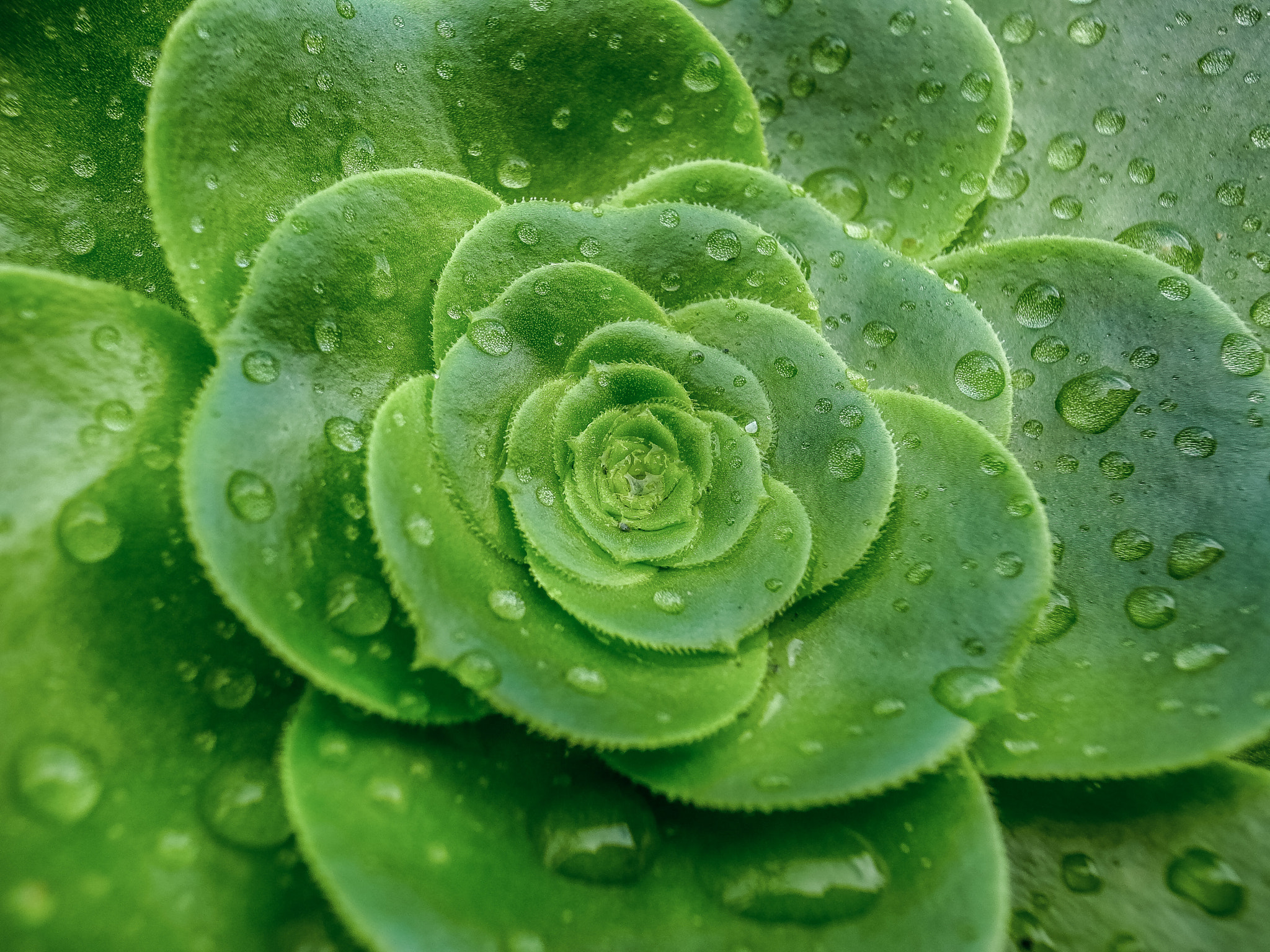 RICOH GR LENS sample photo. Succulents in rain 6 photography