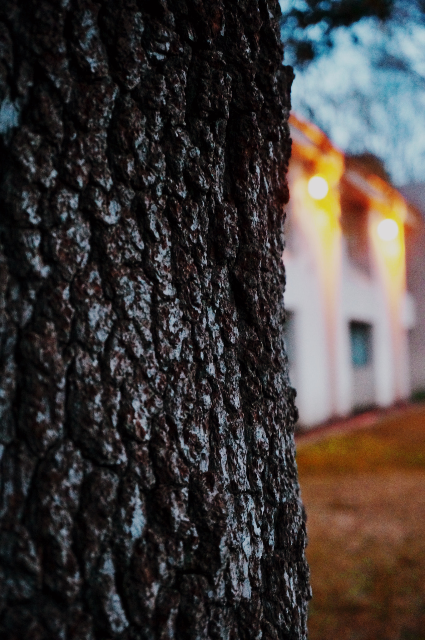 Sony Alpha NEX-6 sample photo. Bark photography