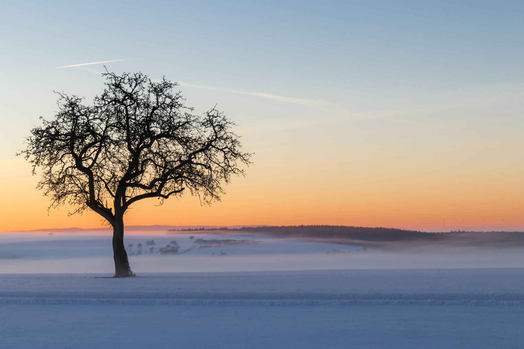Canon EF 24-105mm F3.5-5.6 IS STM sample photo. Baum im morgenlicht  photography